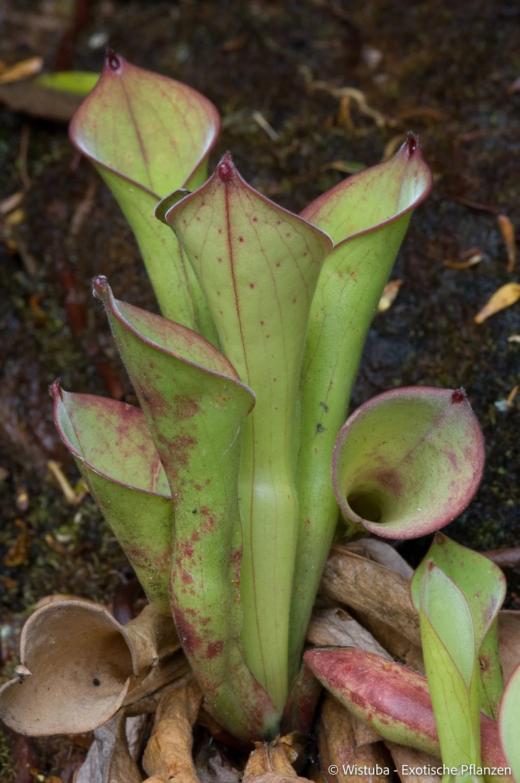 Heliamphora exappendiculata (Amuri Tepui) 大森食虫植物農園