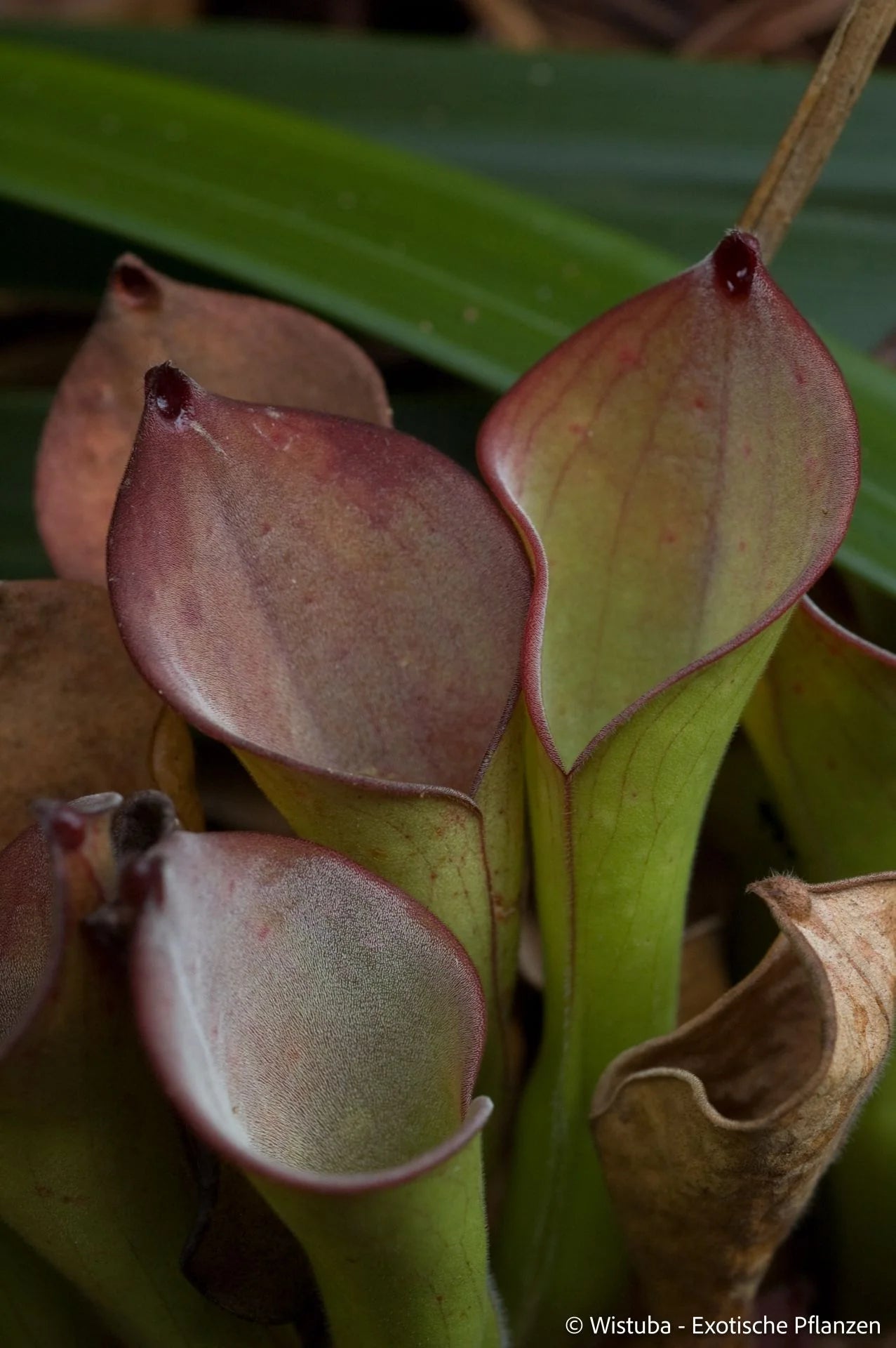 Heliamphora exappendiculata (Amuri Tepui) 大森食虫植物農園
