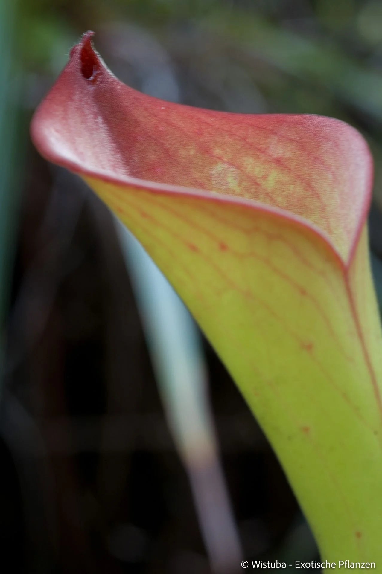 Heliamphora exappendiculata (Amuri Tepui) 大森食虫植物農園