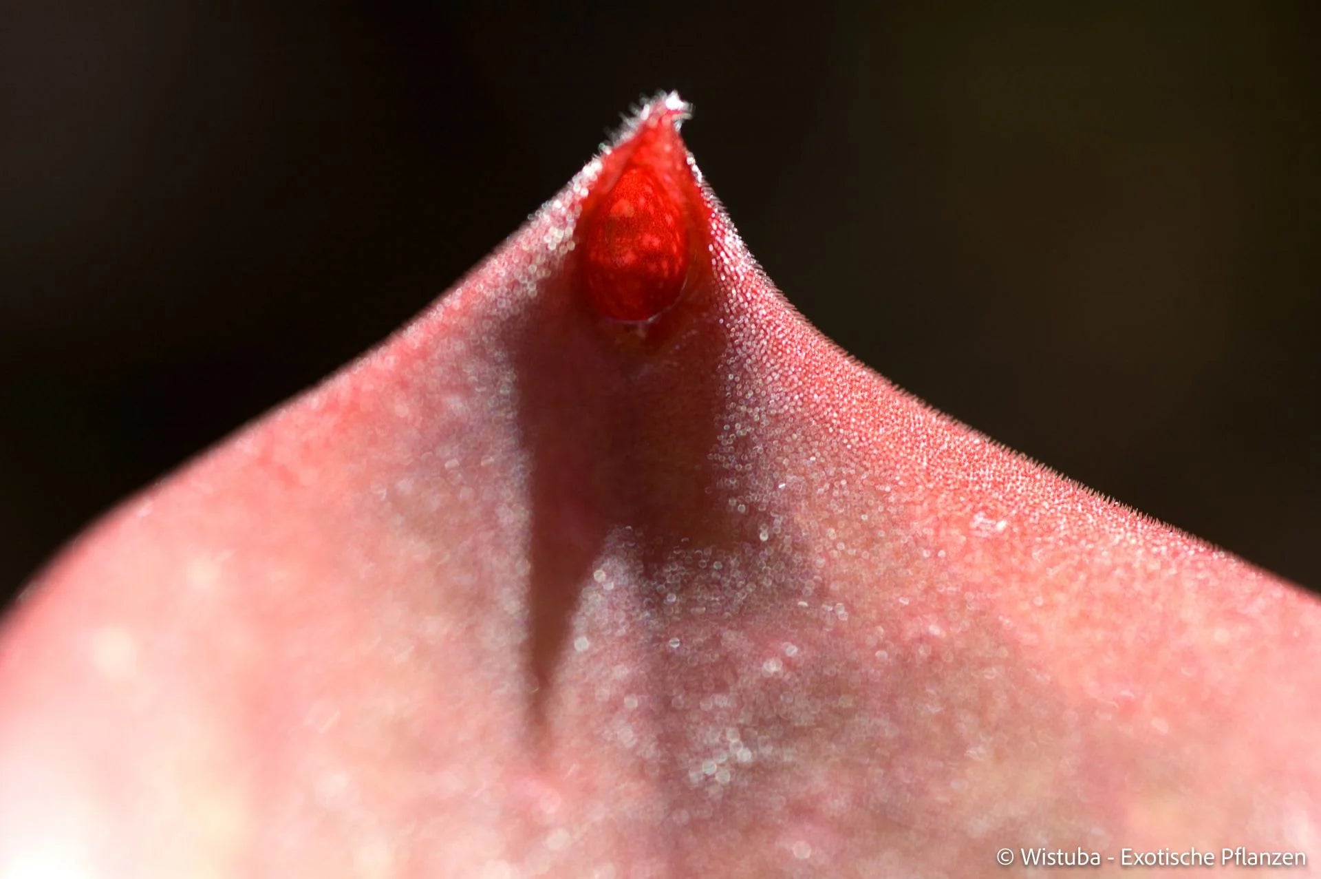 Heliamphora exappendiculata (Amuri Tepui) 大森食虫植物農園