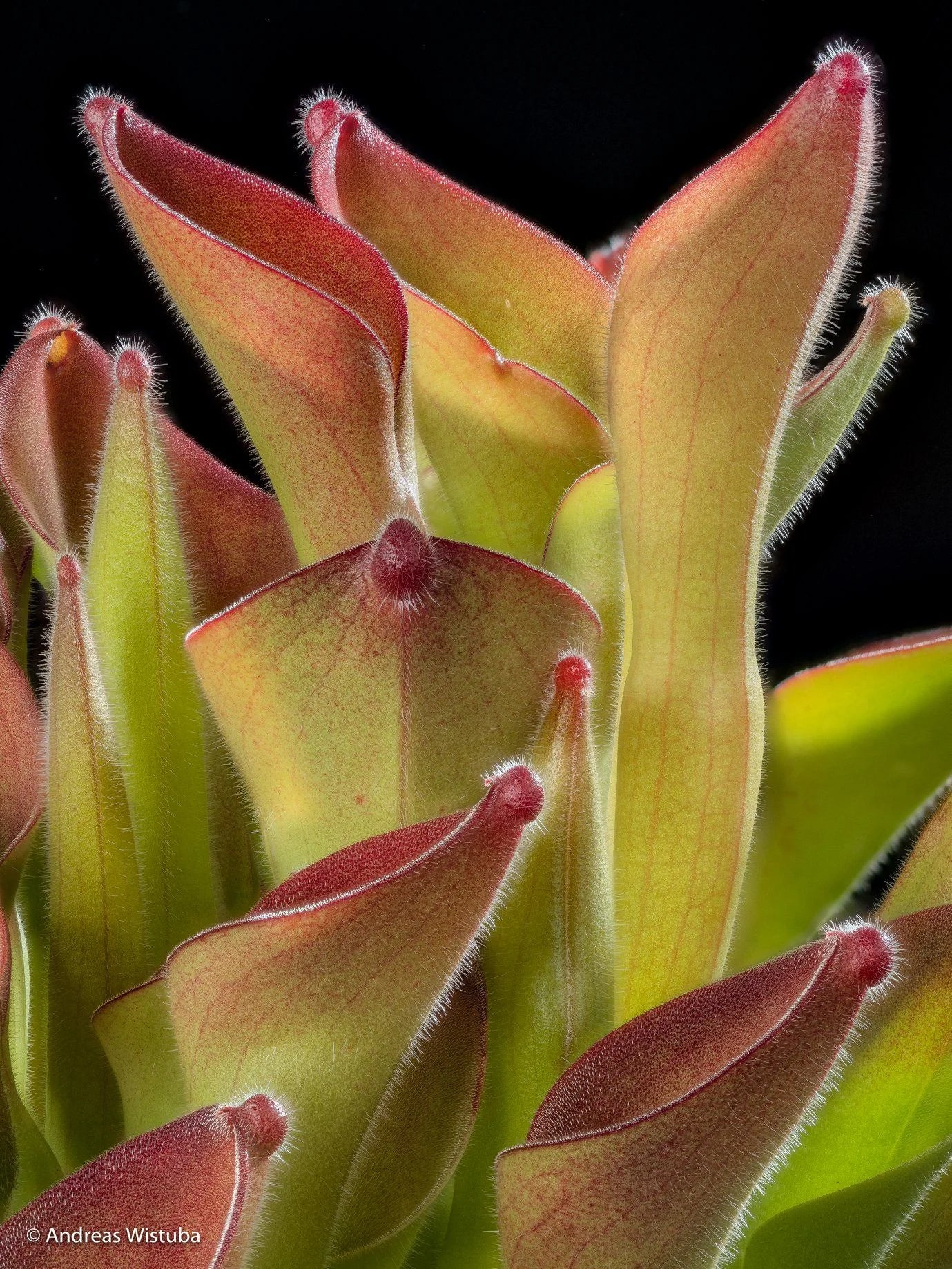 Heliamphora exappendiculata (Apc.) - 'Ewoks' 大森食虫植物農園