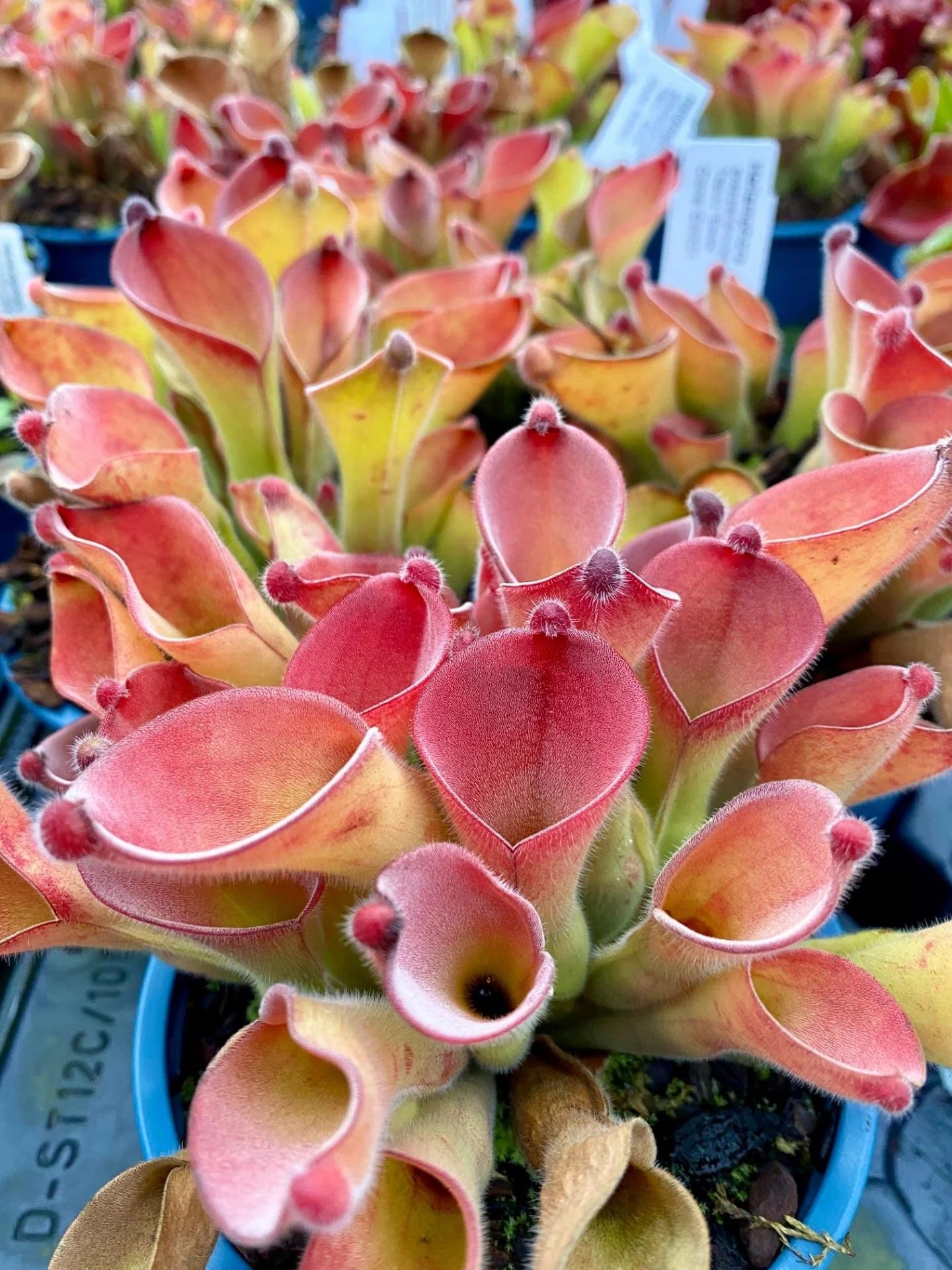 Heliamphora exappendiculata (Apc.) - 'Ewoks' 大森食虫植物農園