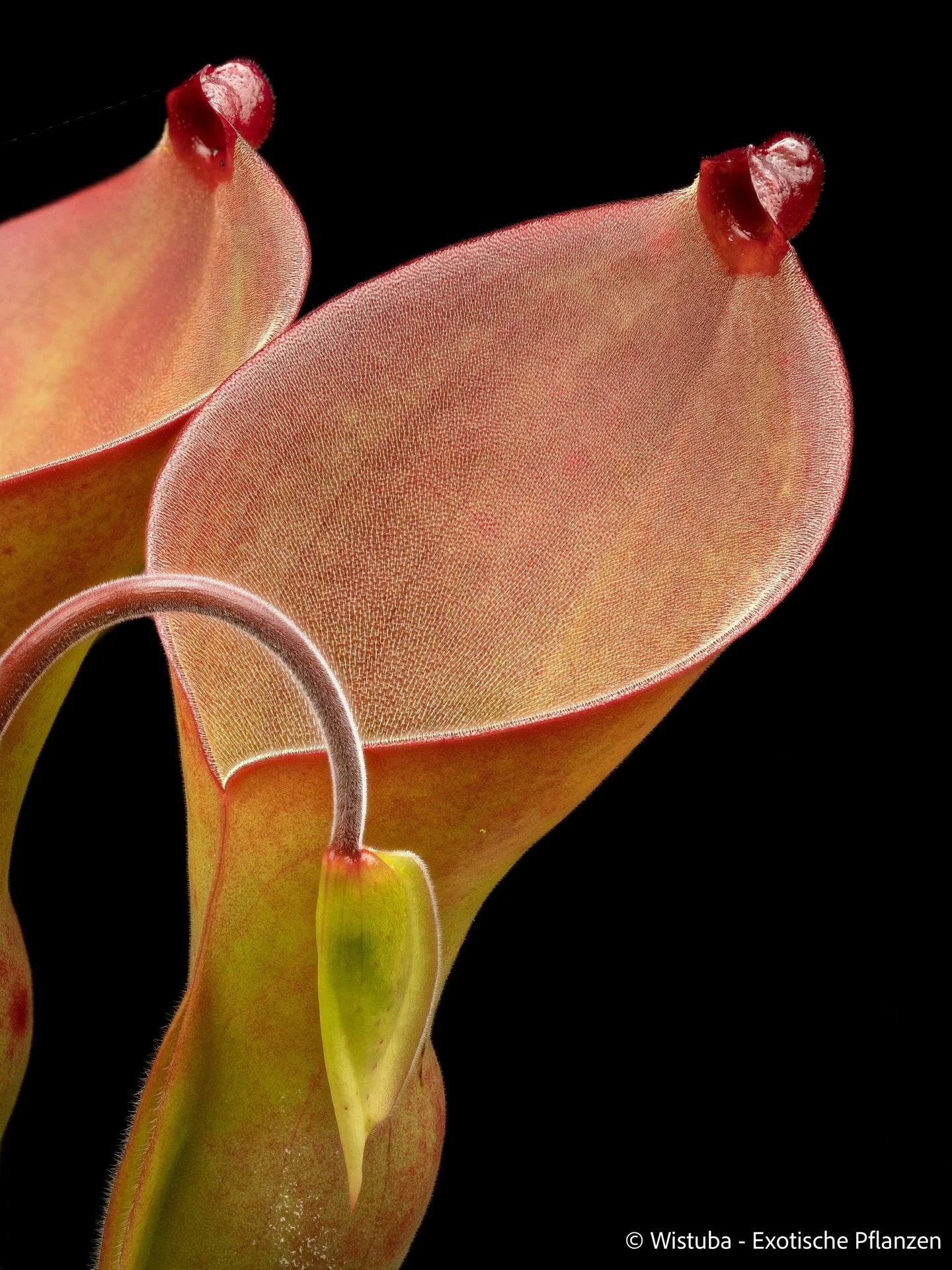 Heliamphora exappendiculata (Apr) x ionasi (4) 大森食虫植物農園