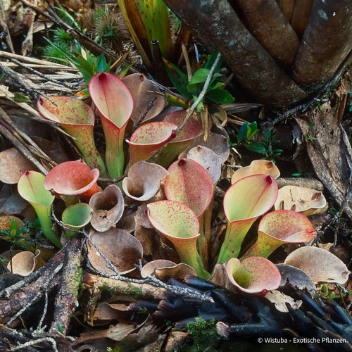 Heliamphora exappendiculata (Aprada Tepui) 大森食虫植物農園