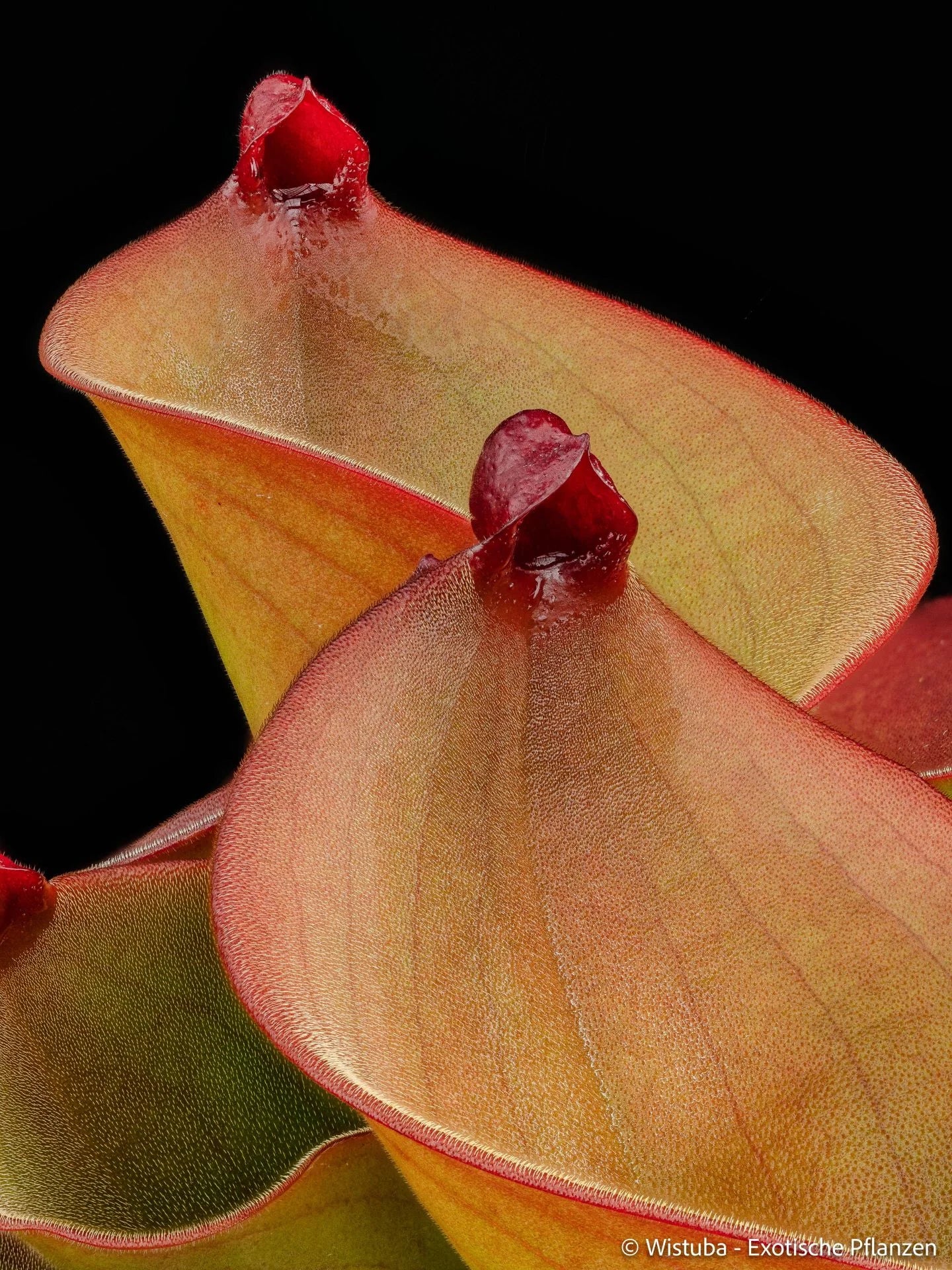 Heliamphora exappendiculata (Araop) x ionasi (Killer) 大森食虫植物農園