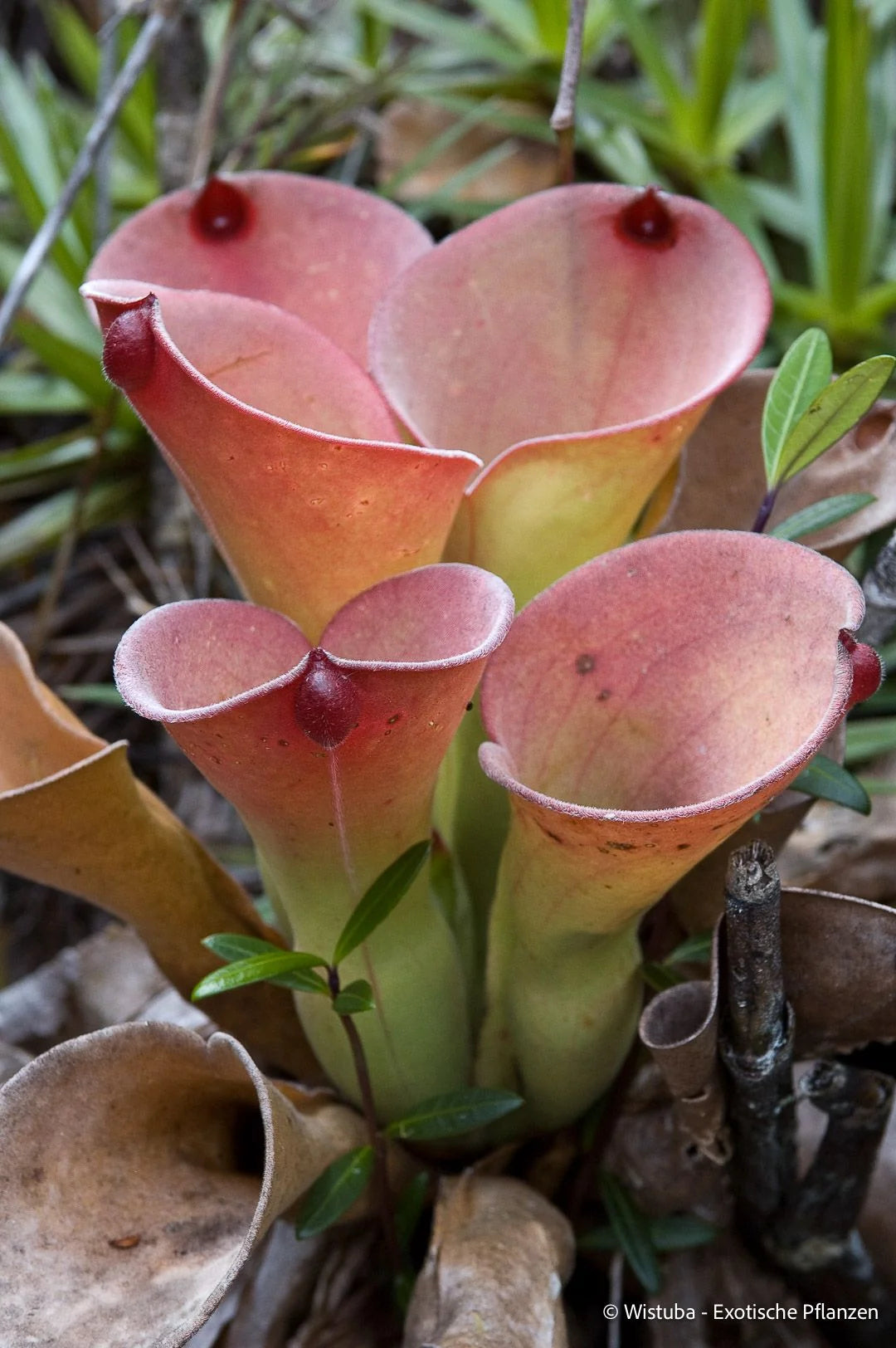 Heliamphora exappendiculata (Araopan) 大森食虫植物農園