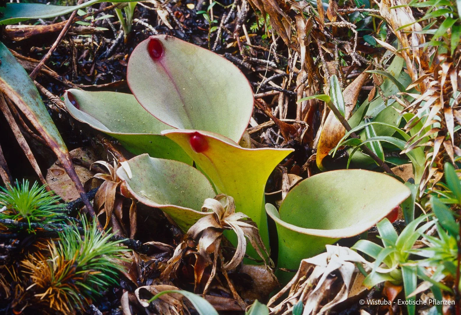 Heliamphora exappendiculata "Big Bubble" Aprada 大森食虫植物農園