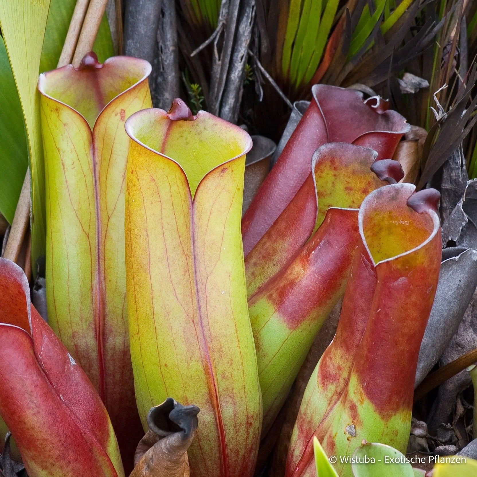 Heliamphora folliculata (Murosipan Tepui, Ven.) 大森食虫植物農園