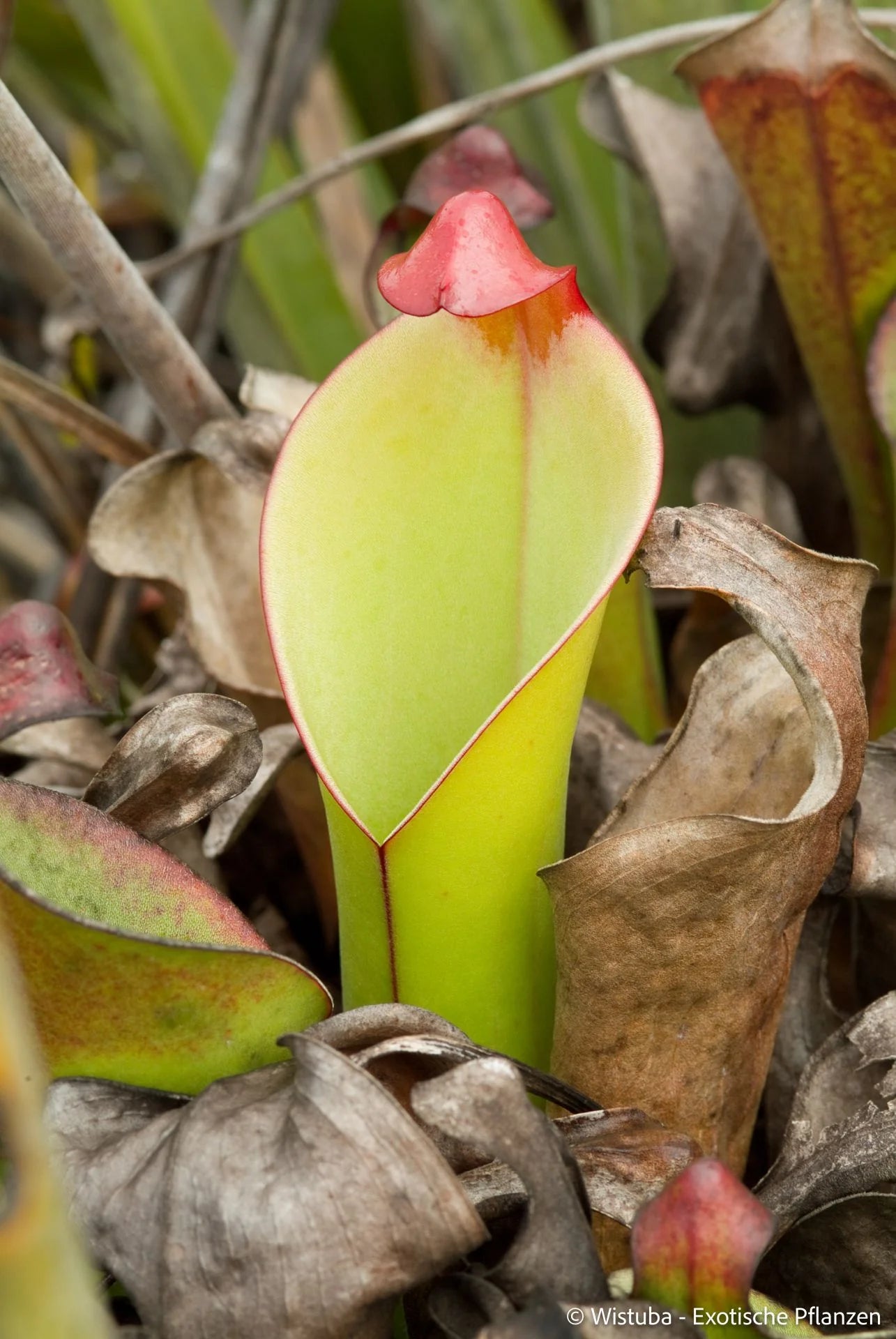 Heliamphora heterodoxa (Gran Sabana) 大森食虫植物農園
