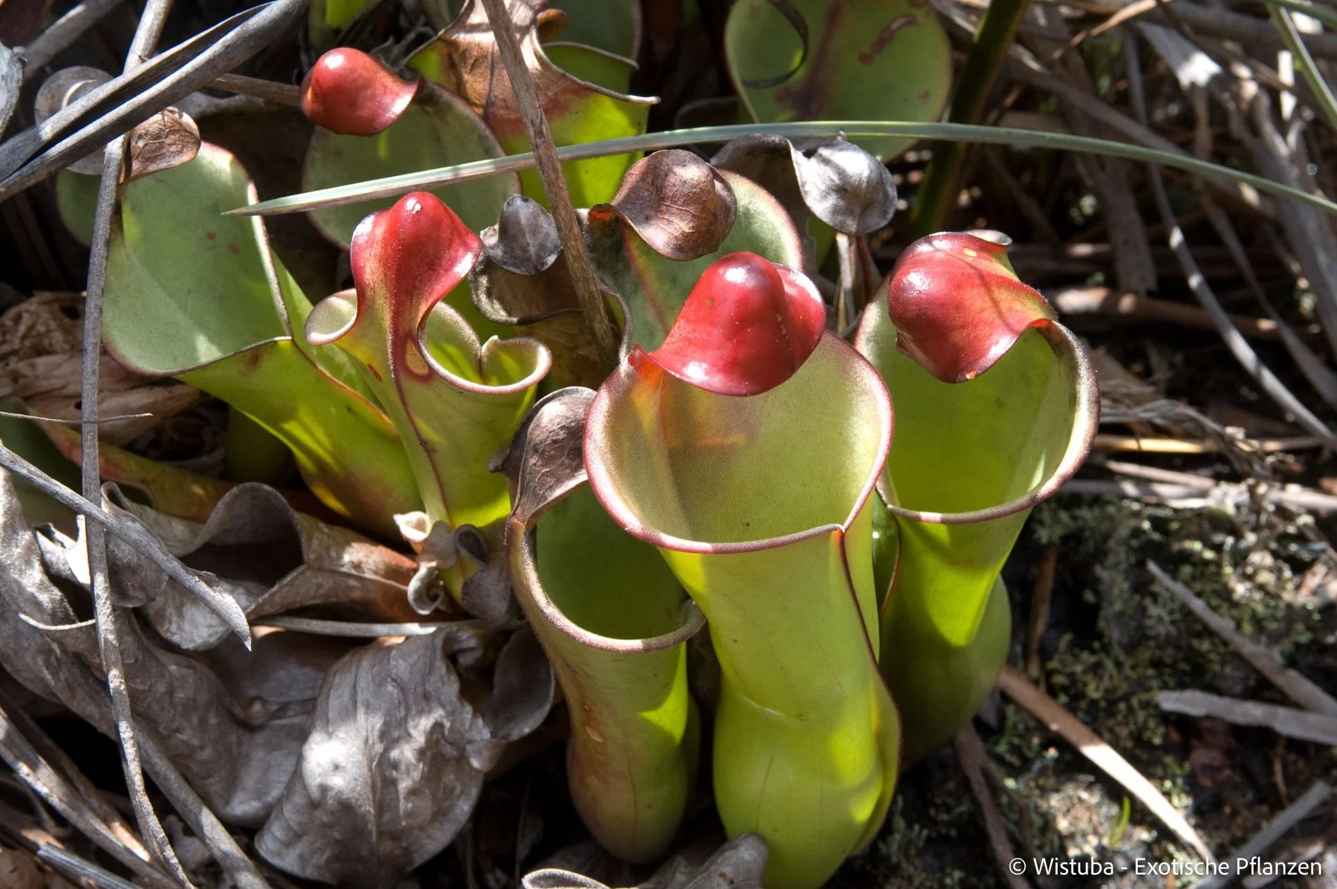 Heliamphora heterodoxa (Gran Sabana) 大森食虫植物農園