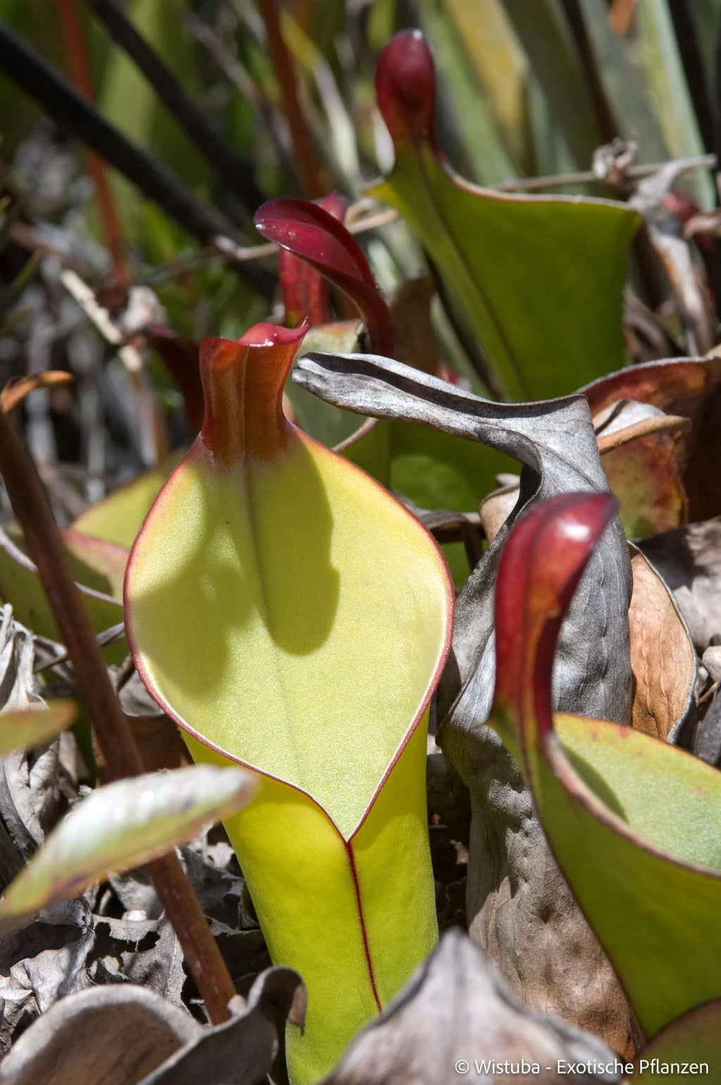 Heliamphora heterodoxa (Gran Sabana) 大森食虫植物農園