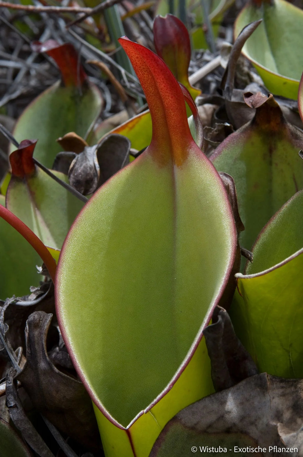 Heliamphora heterodoxa (Gran Sabana) 大森食虫植物農園