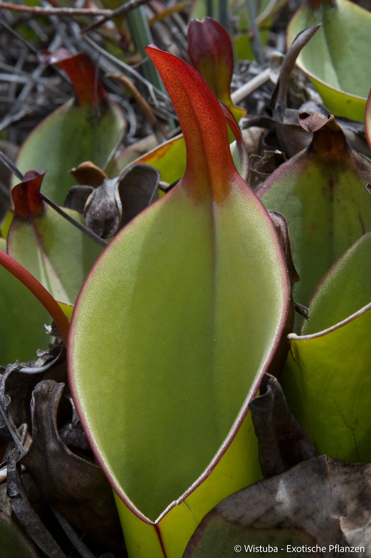 Heliamphora heterodoxa (Gran Sabana) 大森食虫植物農園