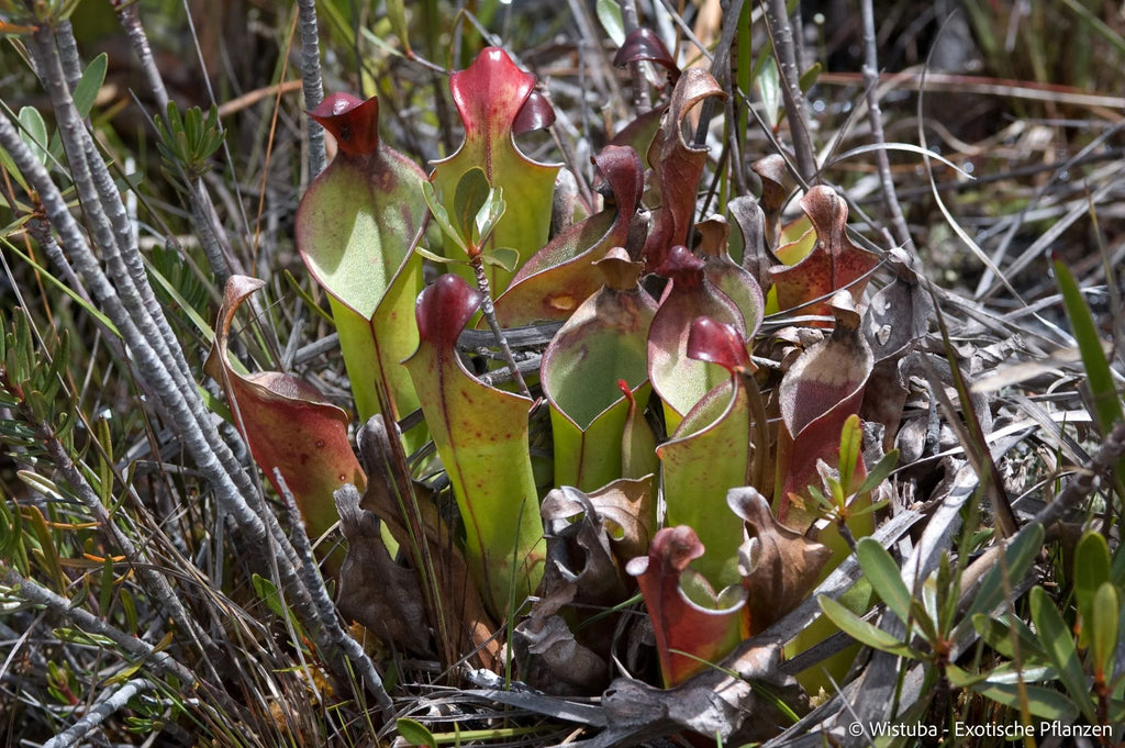 Heliamphora heterodoxa (Gran Sabana) 大森食虫植物農園