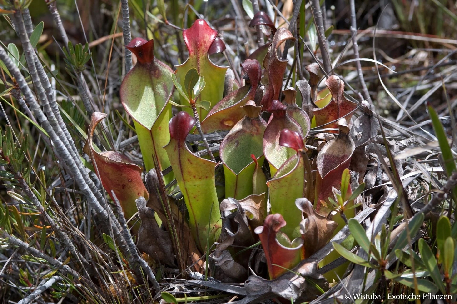 Heliamphora heterodoxa (Gran Sabana) 大森食虫植物農園