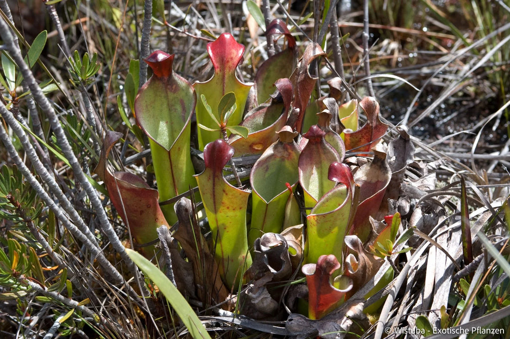 Heliamphora heterodoxa (Gran Sabana) 大森食虫植物農園