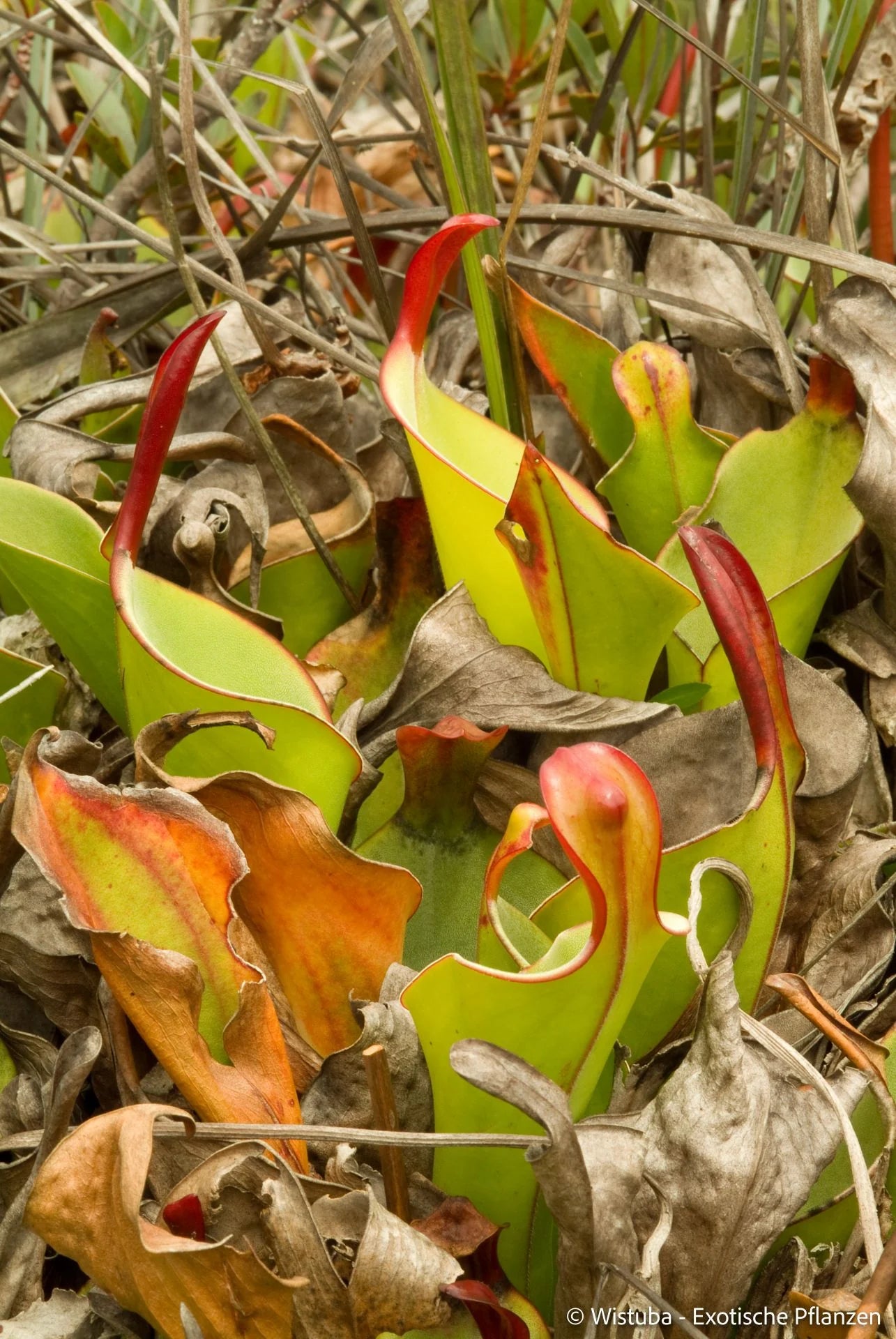 Heliamphora heterodoxa (Gran Sabana) 大森食虫植物農園