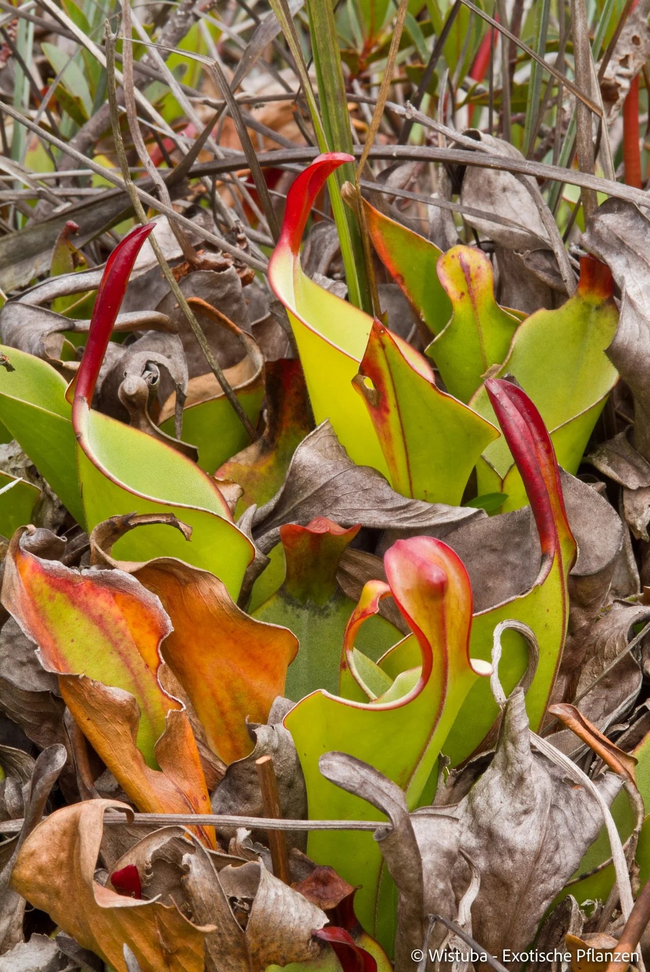 Heliamphora heterodoxa (Gran Sabana) 大森食虫植物農園