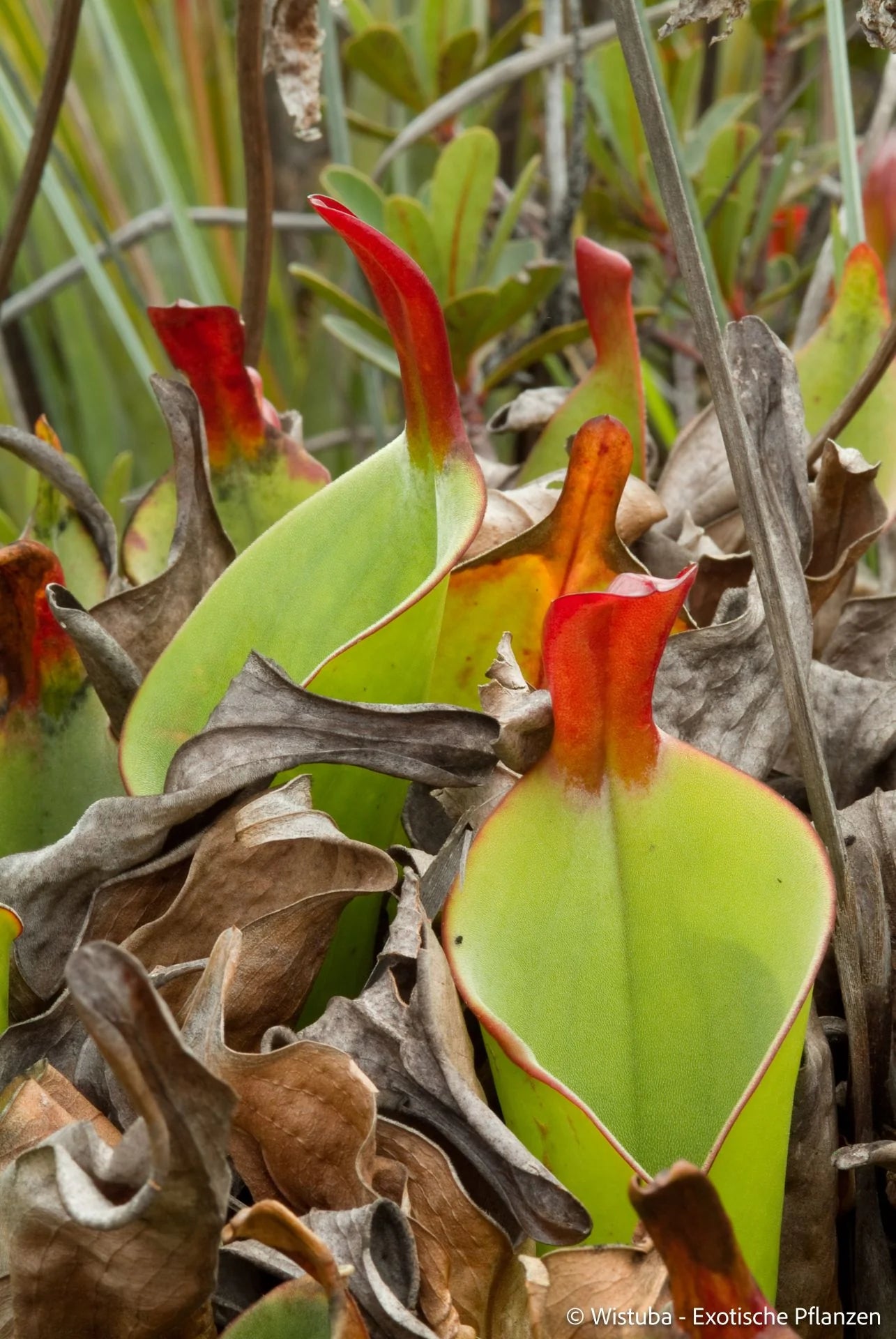 Heliamphora heterodoxa (Gran Sabana) 大森食虫植物農園