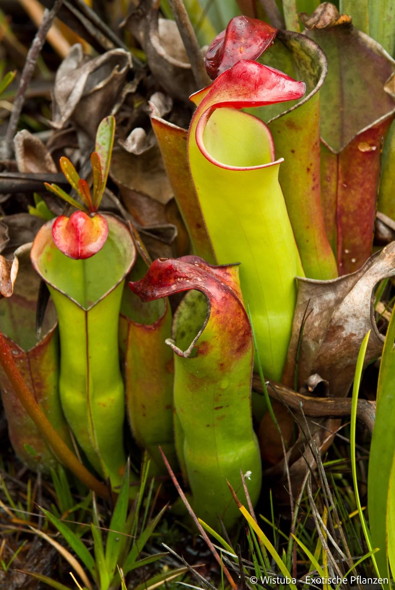 Heliamphora heterodoxa (Gran Sabana) 大森食虫植物農園