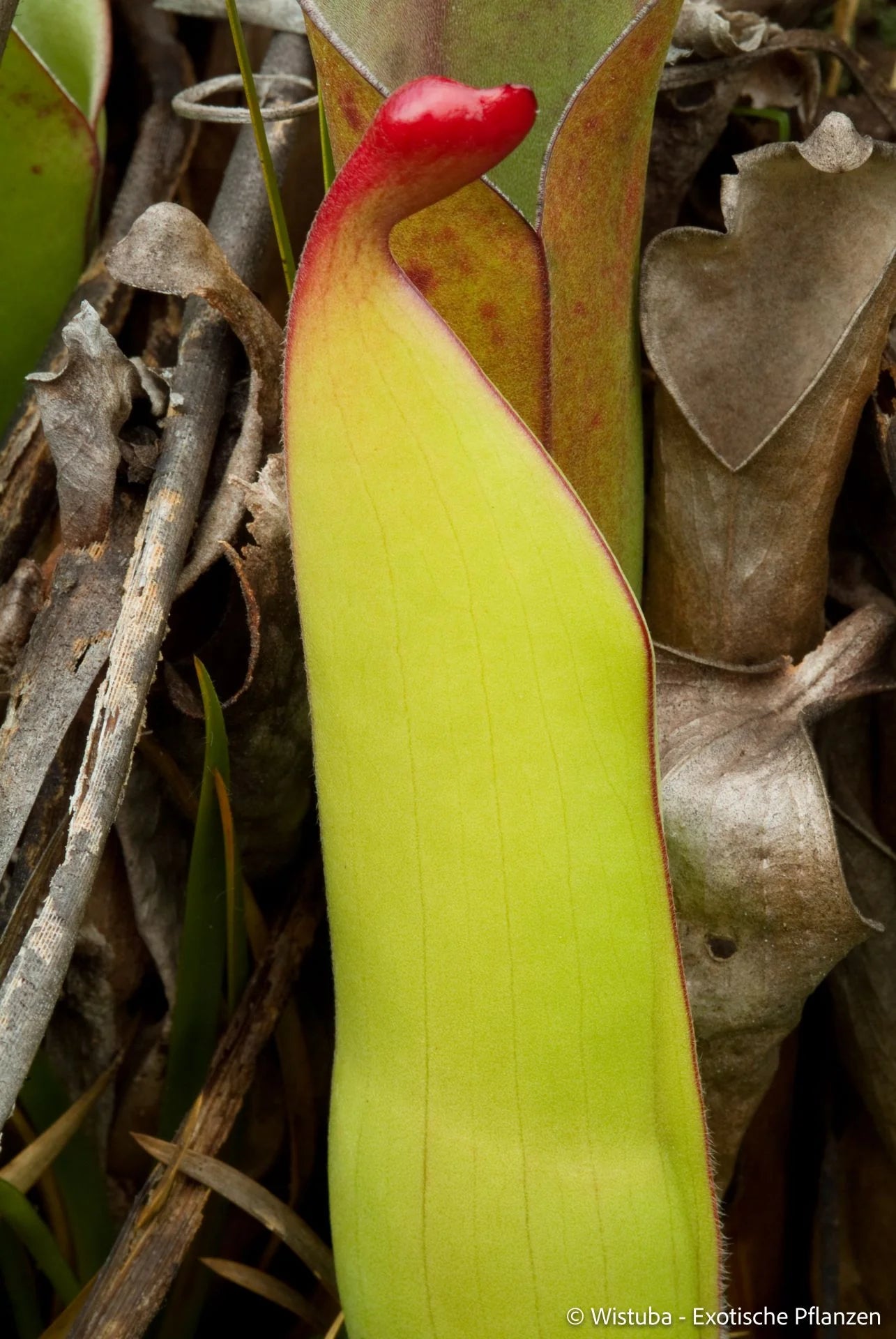 Heliamphora heterodoxa (Gran Sabana) 大森食虫植物農園