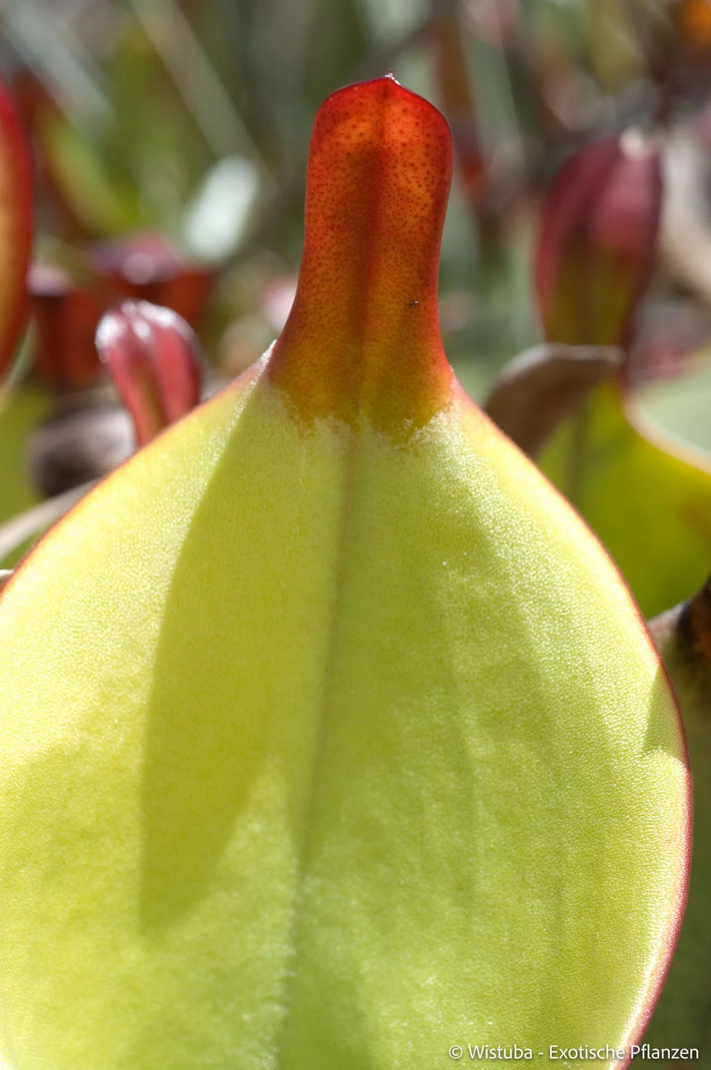 Heliamphora heterodoxa (Gran Sabana) 大森食虫植物農園