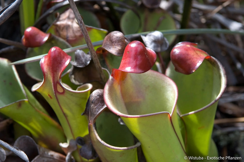 Heliamphora heterodoxa (Gran Sabana) 大森食虫植物農園