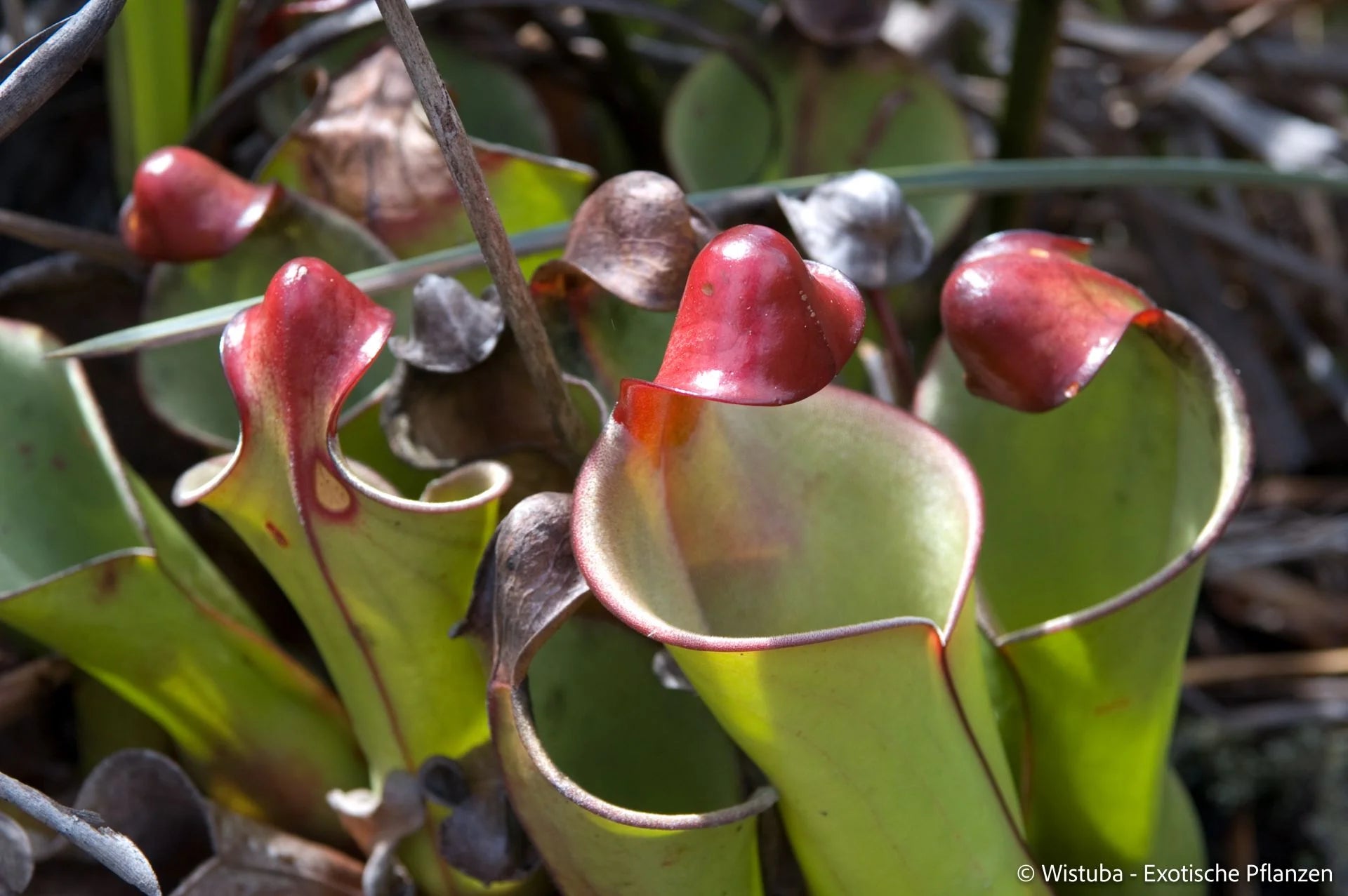 Heliamphora heterodoxa (Gran Sabana) 大森食虫植物農園