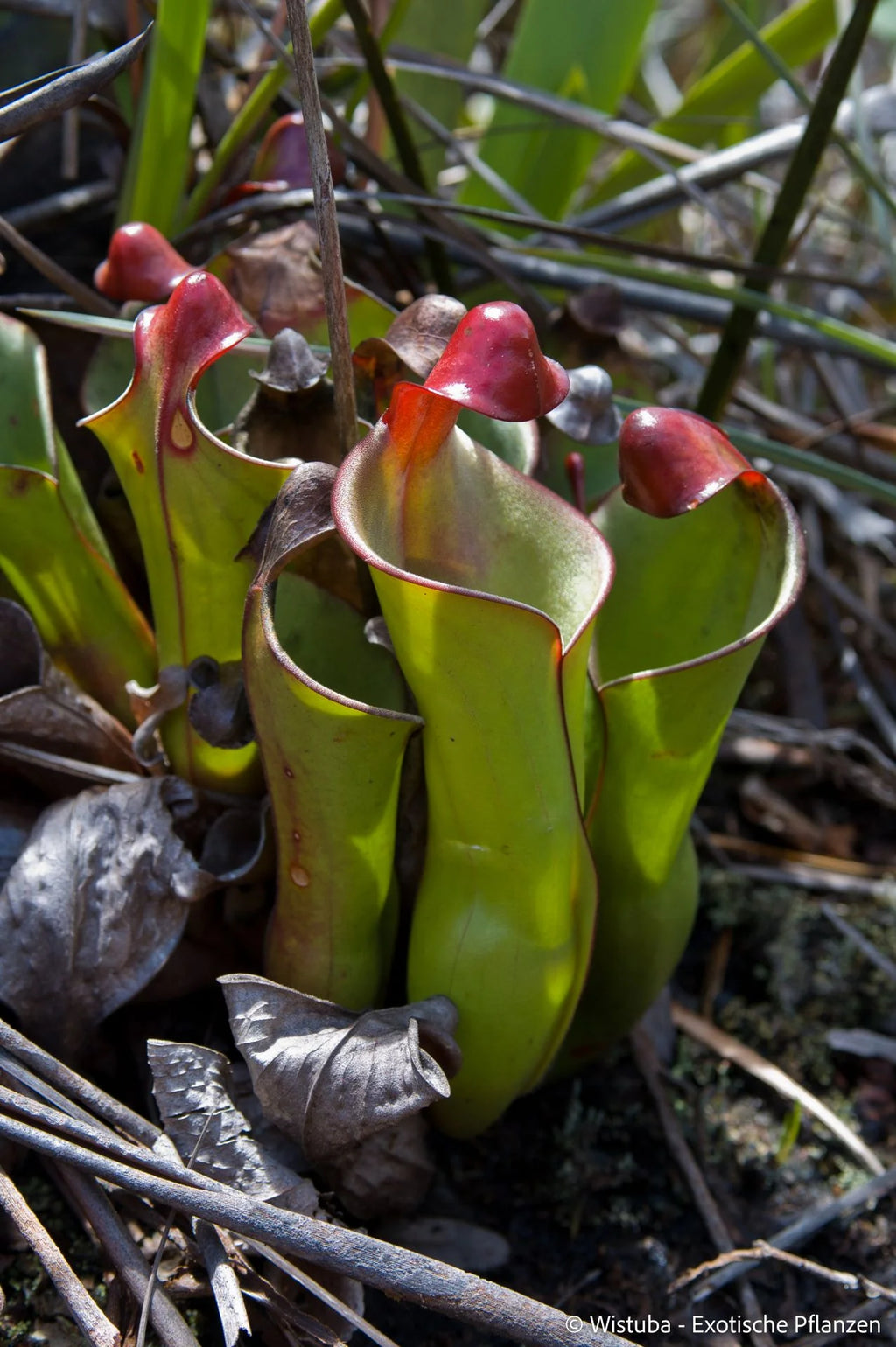 Heliamphora heterodoxa (Gran Sabana) 大森食虫植物農園