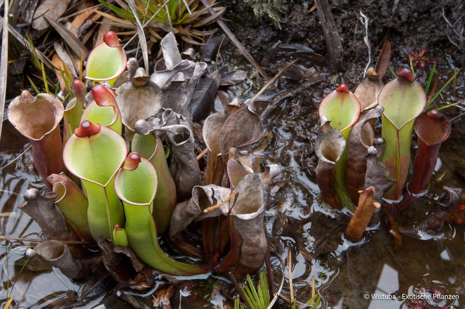 Heliamphora heterodoxa (Sierra La Lema, near Cerro Venamo) 大森食虫植物農園