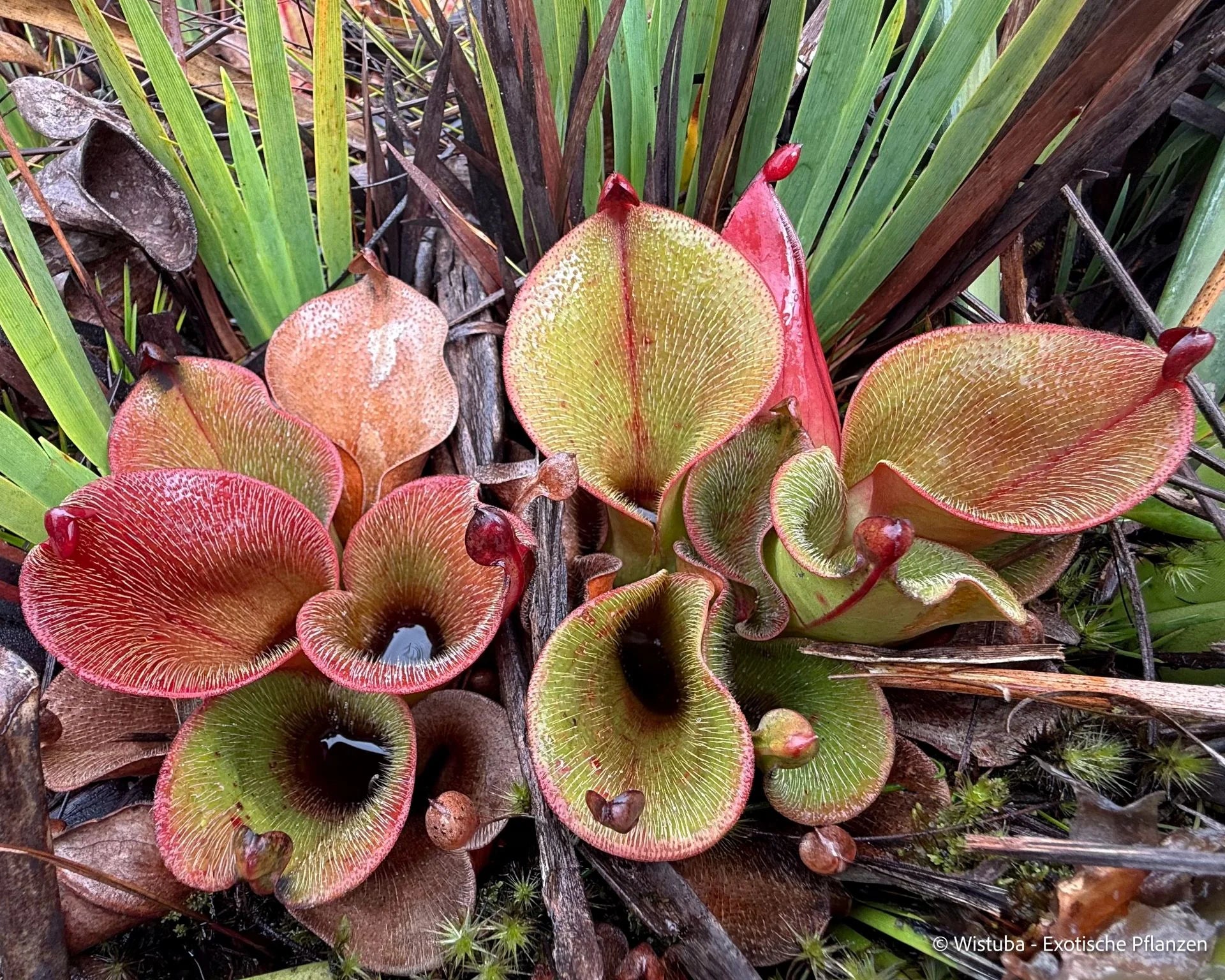 Heliamphora hispida (Cerro Neblina, Venezuela) 大森食虫植物農園