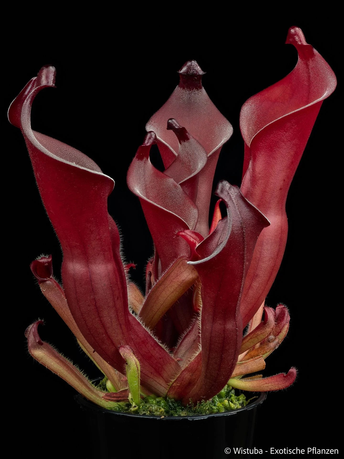 Heliamphora hispida x (heterodoxa x ionasi) (?) 大森食虫植物農園