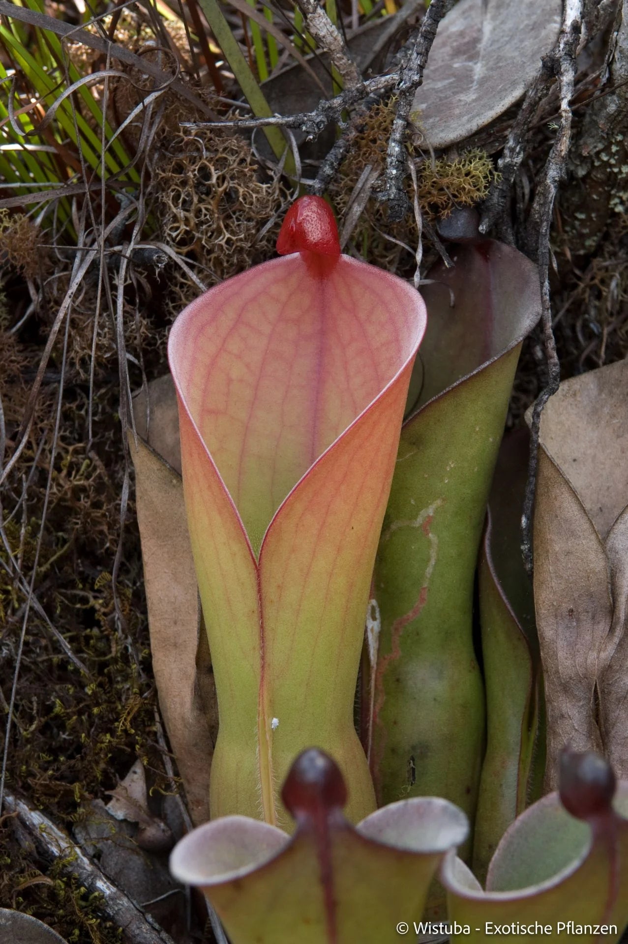 Heliamphora huberi (Amuri Tepui) 大森食虫植物農園