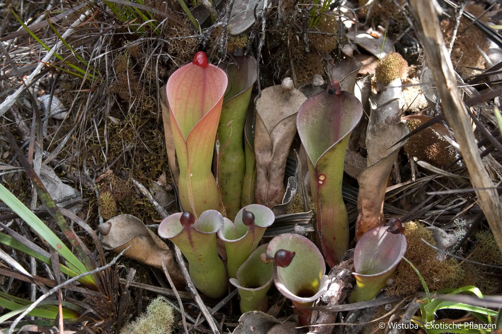 Heliamphora huberi (Amuri Tepui) 大森食虫植物農園
