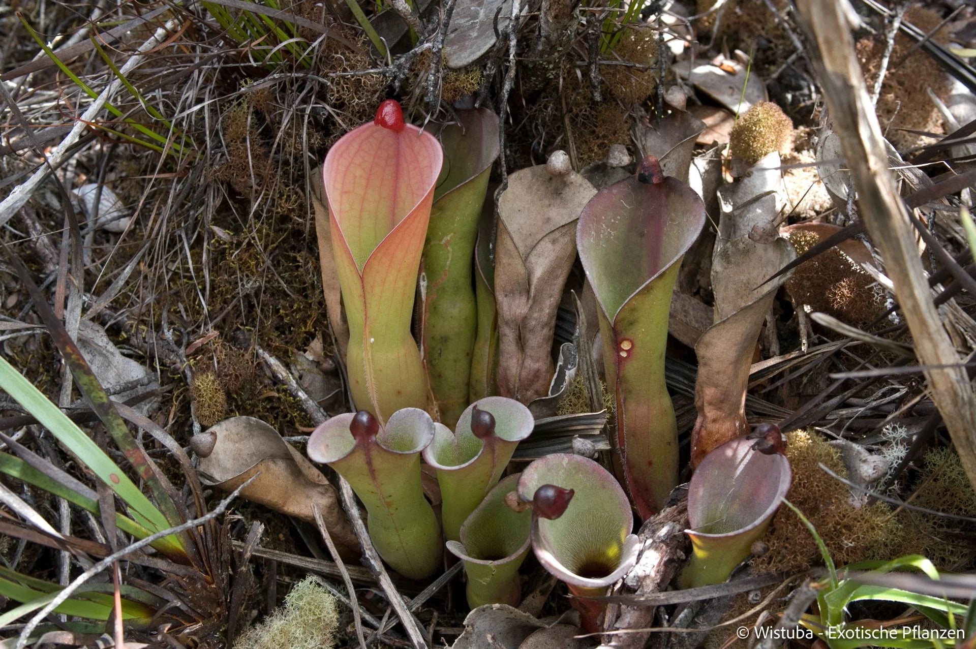 Heliamphora huberi (Amuri Tepui) 大森食虫植物農園