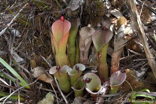 Heliamphora huberi (Amuri Tepui) 大森食虫植物農園