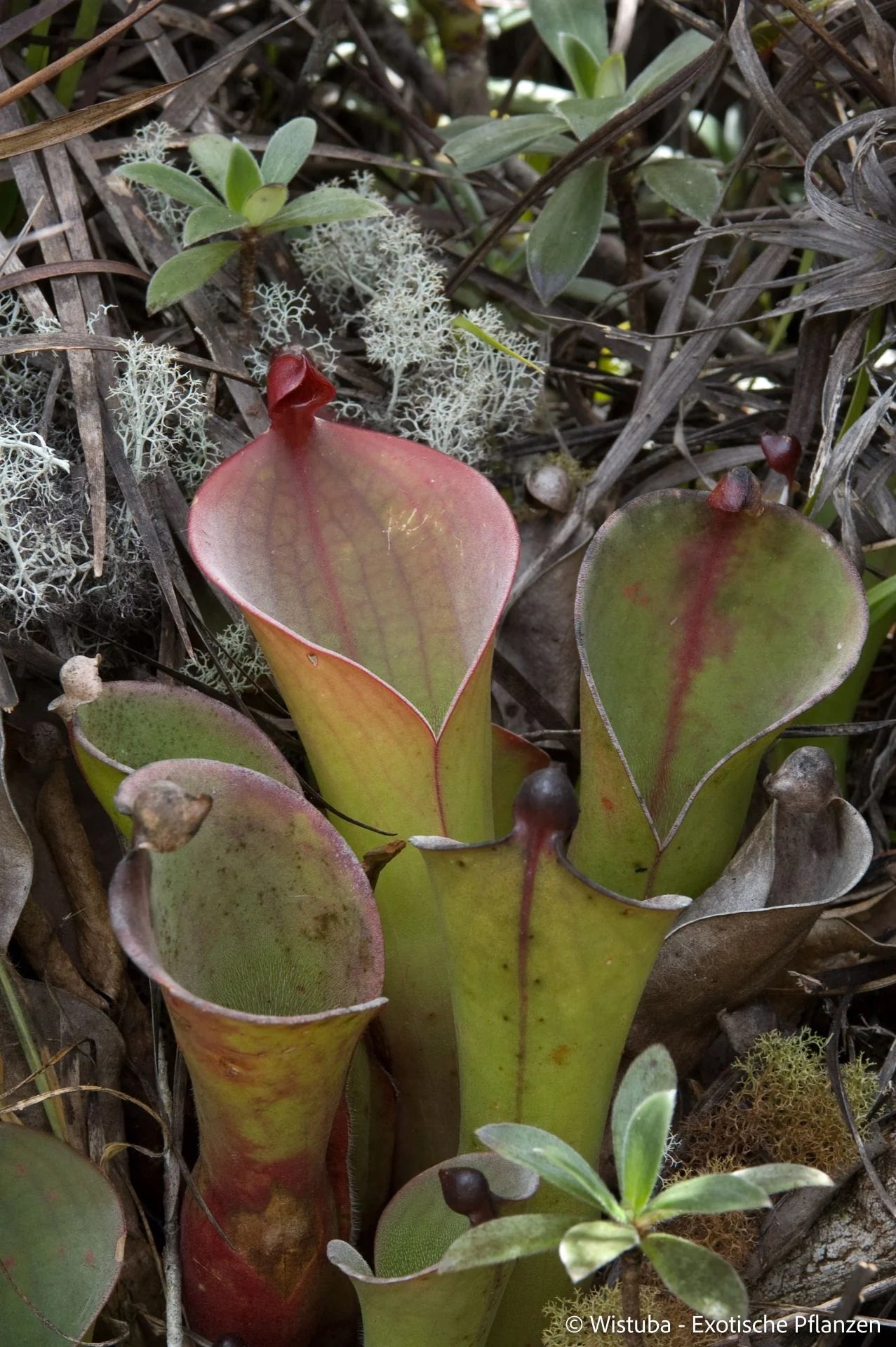 Heliamphora huberi (Amuri Tepui) 大森食虫植物農園