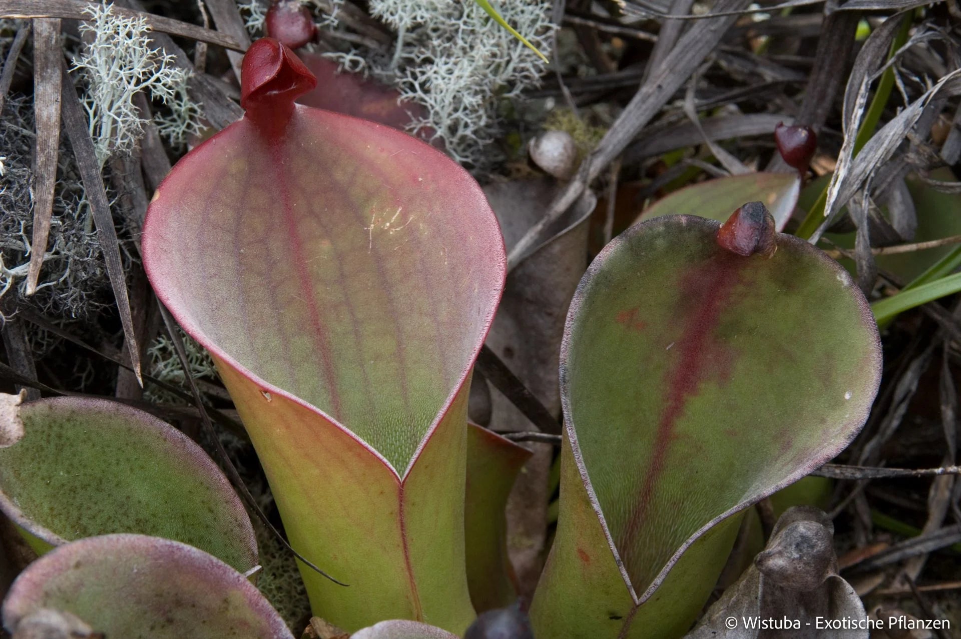 Heliamphora huberi (Amuri Tepui) 大森食虫植物農園
