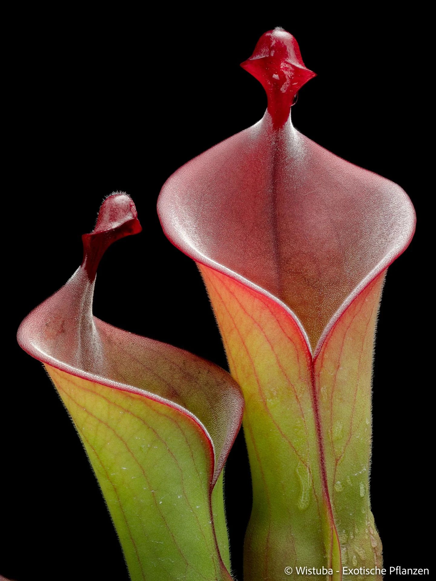 Heliamphora huberi (Angasima) x parva (Hairy) 大森食虫植物農園