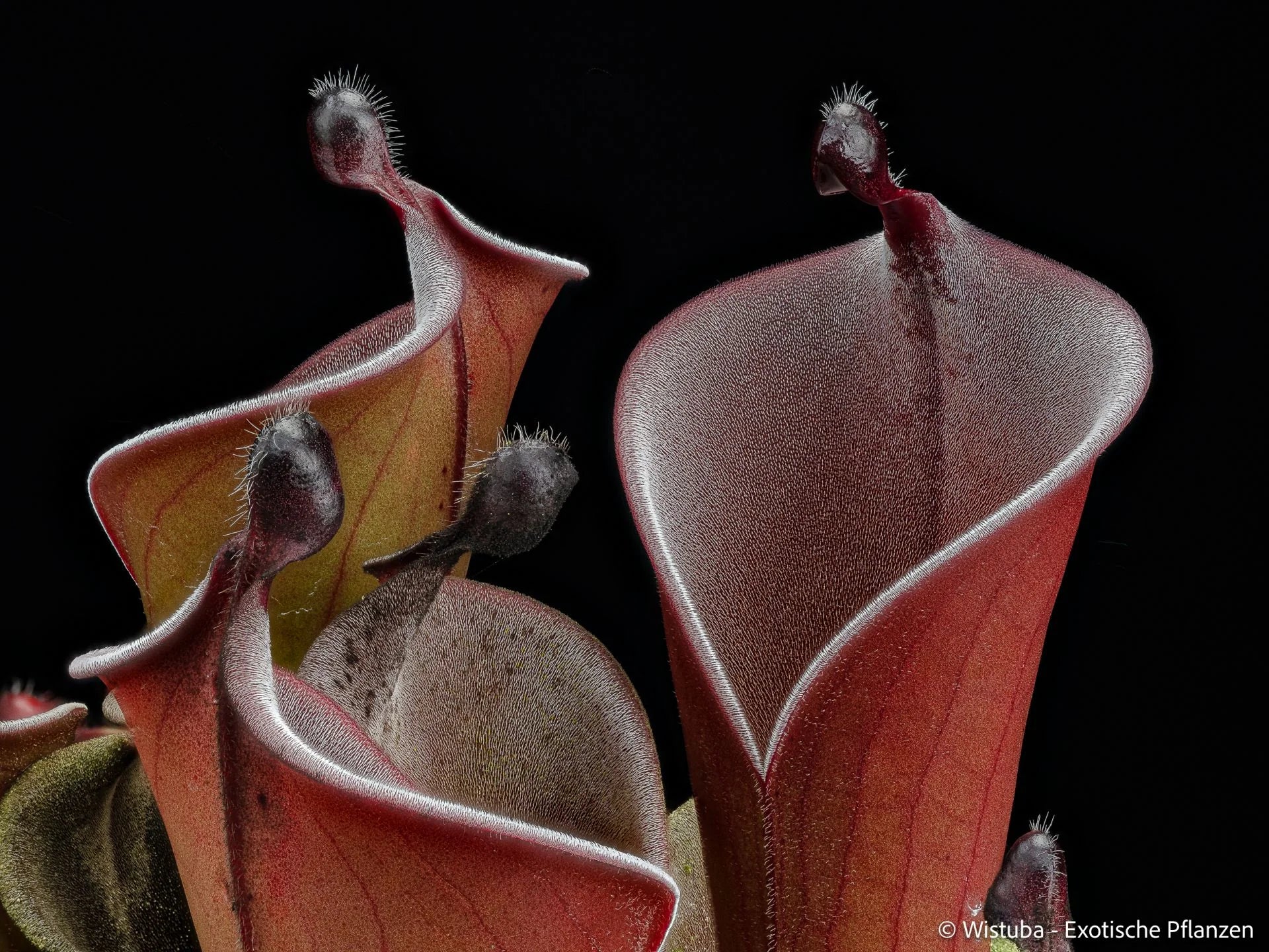 Heliamphora huberi (Angasima) x purpurascens 大森食虫植物農園