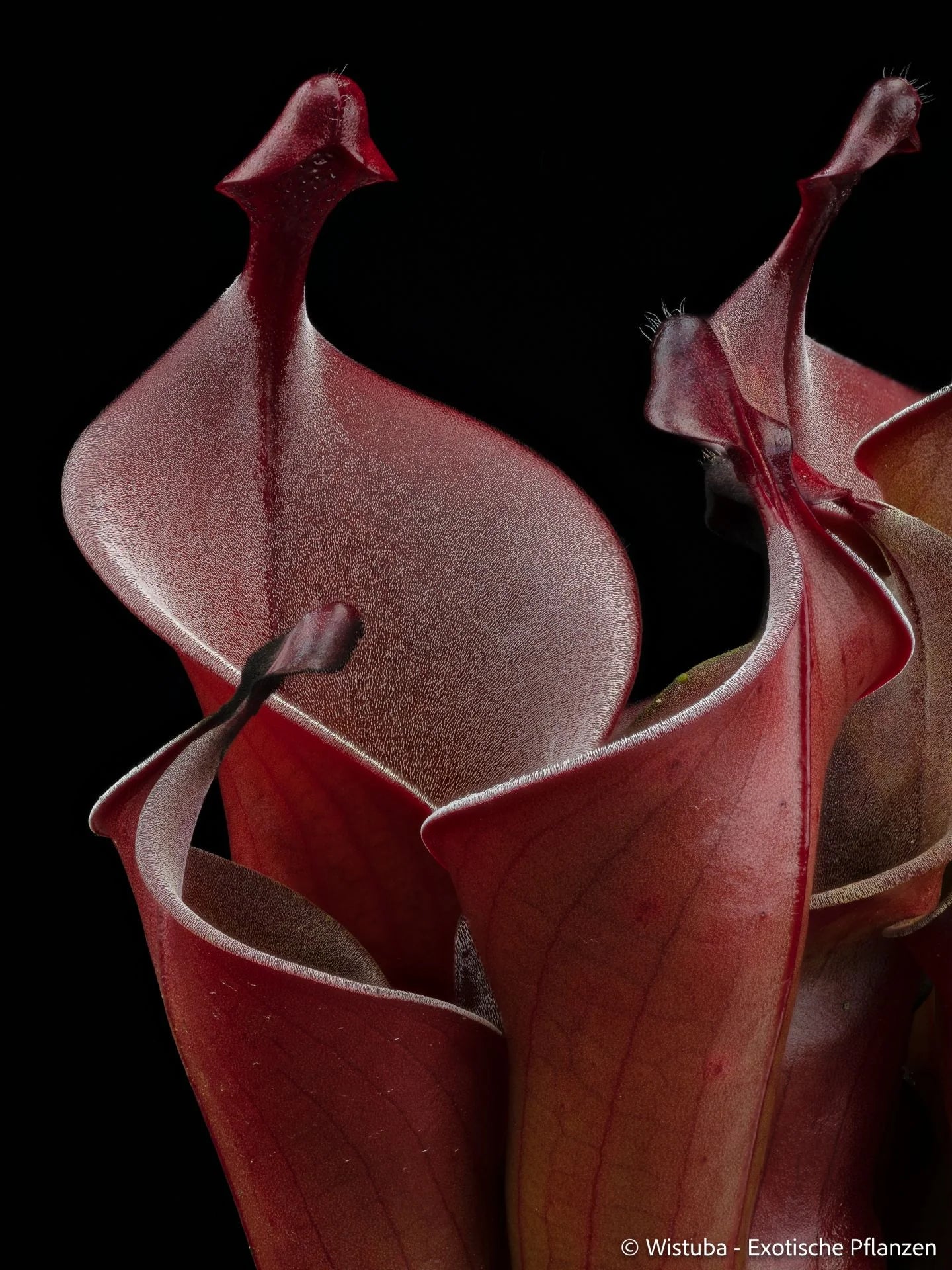 Heliamphora huberi (Angasima) x purpurascens 大森食虫植物農園