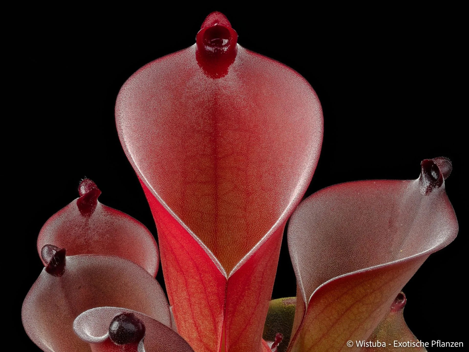 Heliamphora huberi (Angsima) x exappendiculata Araopan 大森食虫植物農園