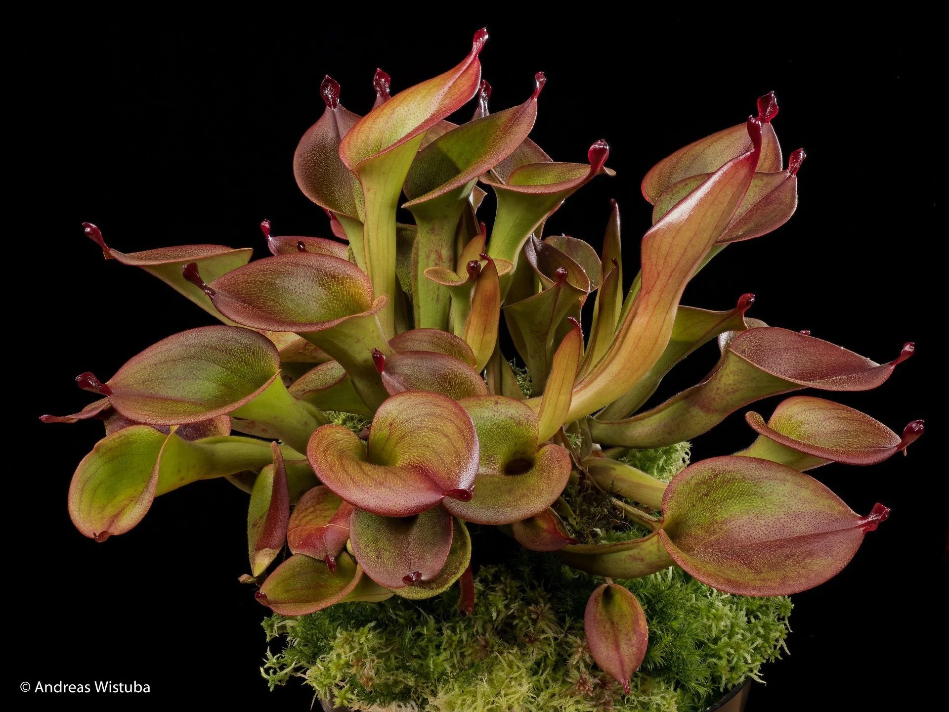 Heliamphora ionasi "Elegance" 大森食虫植物農園
