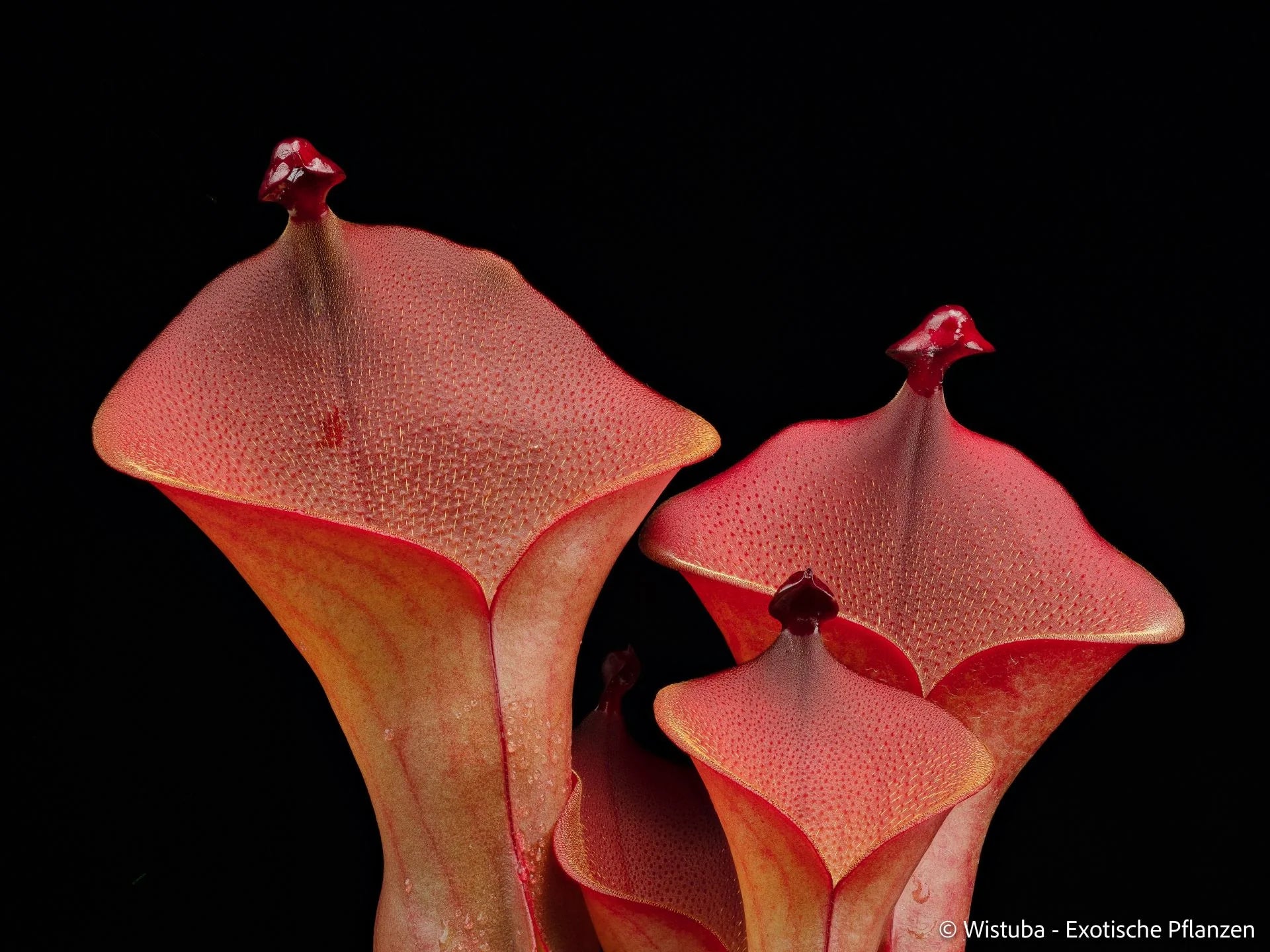 Heliamphora ionasi "G" 大森食虫植物農園