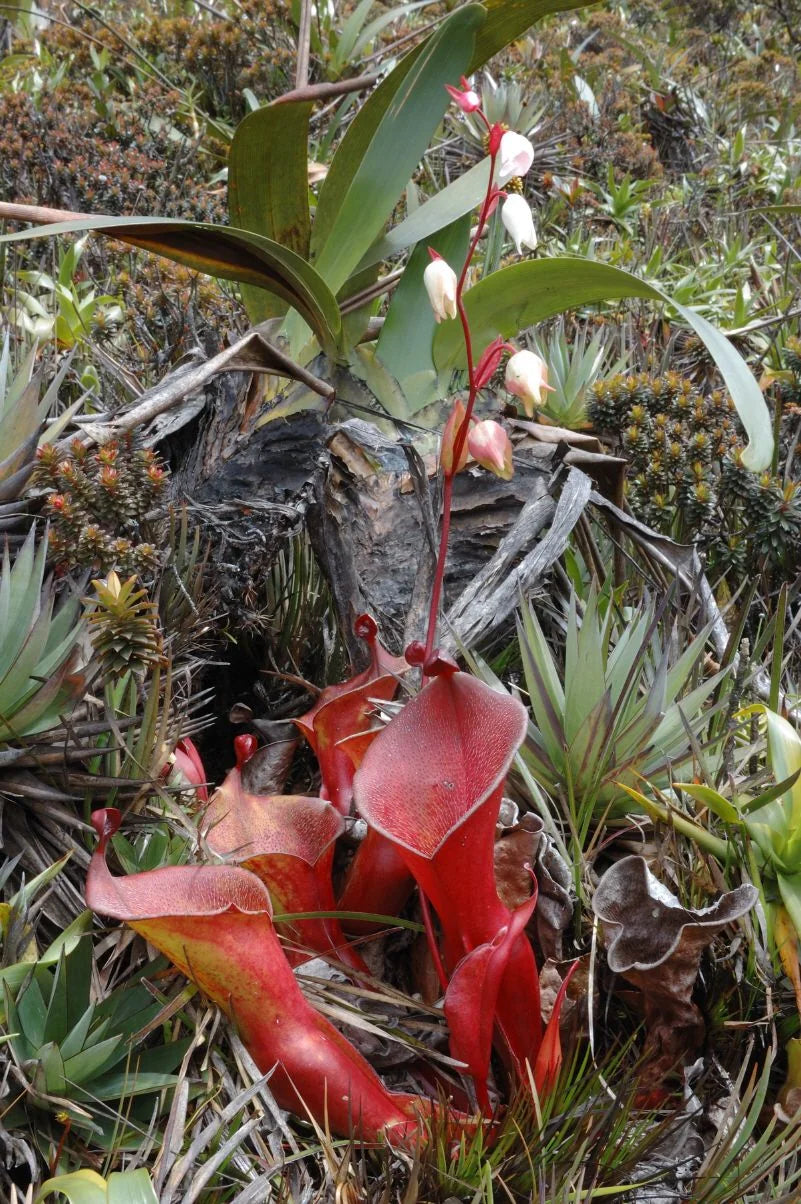 Heliamphora ionasi (Ilu Tepui, Venezuela) 大森食虫植物農園