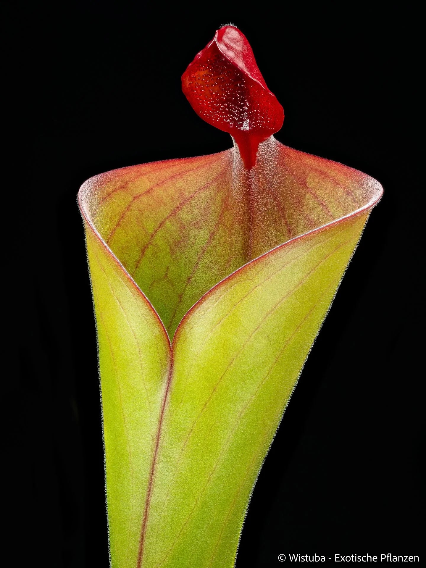 Heliamphora ionasi (Killer/RG) x parva (hairy) 大森食虫植物農園