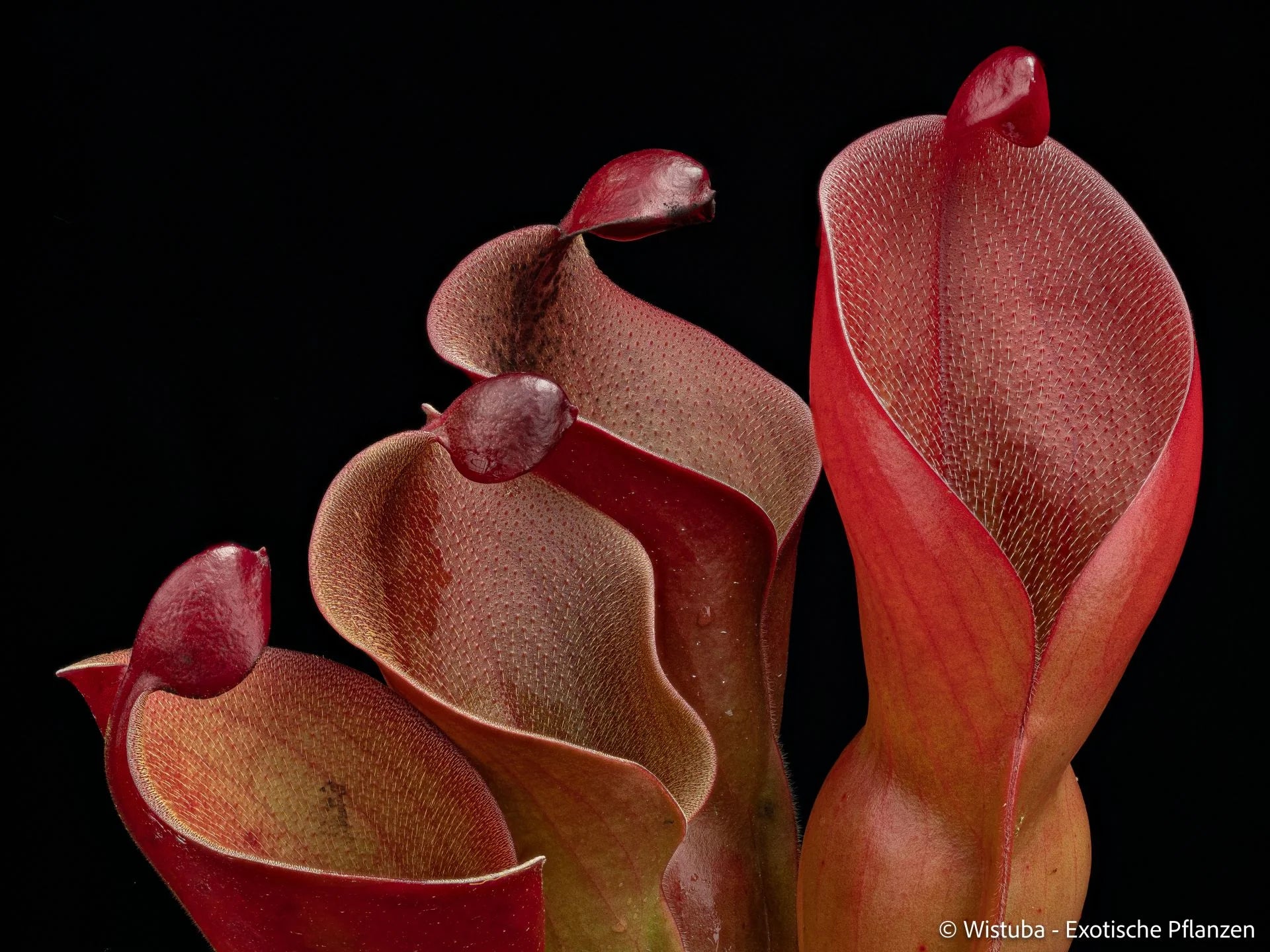 Heliamphora ionasi (Red Giant) x minor v. pilosa (clone 2) 大森食虫植物農園