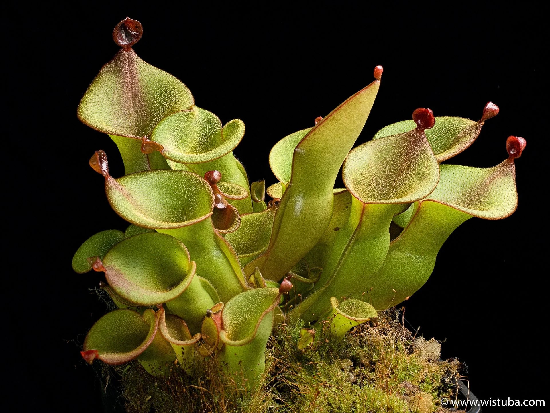 Heliamphora ionasi "Zappergeck" 大森食虫植物農園