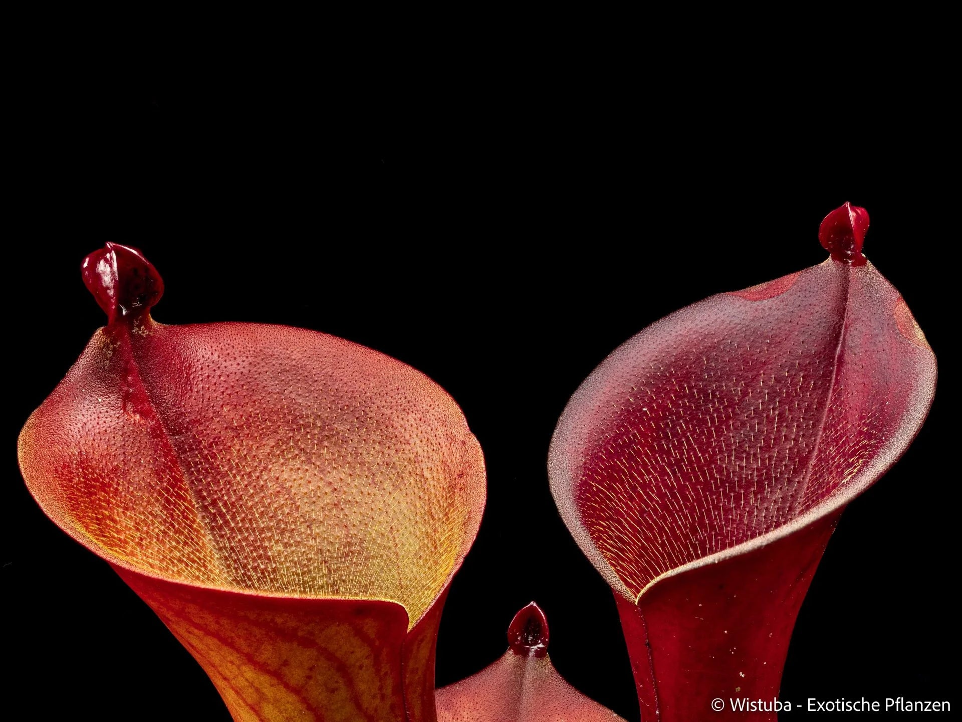 Heliamphora ionasi ("Killer" / "Red Giant") 大森食虫植物農園