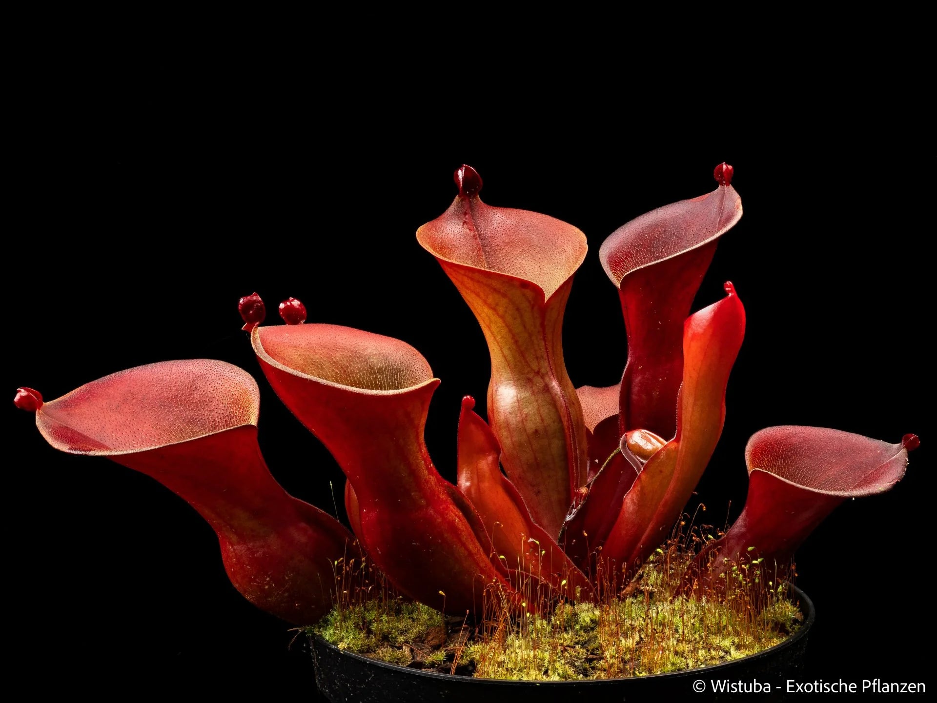 Heliamphora ionasi ("Killer" / "Red Giant") 大森食虫植物農園